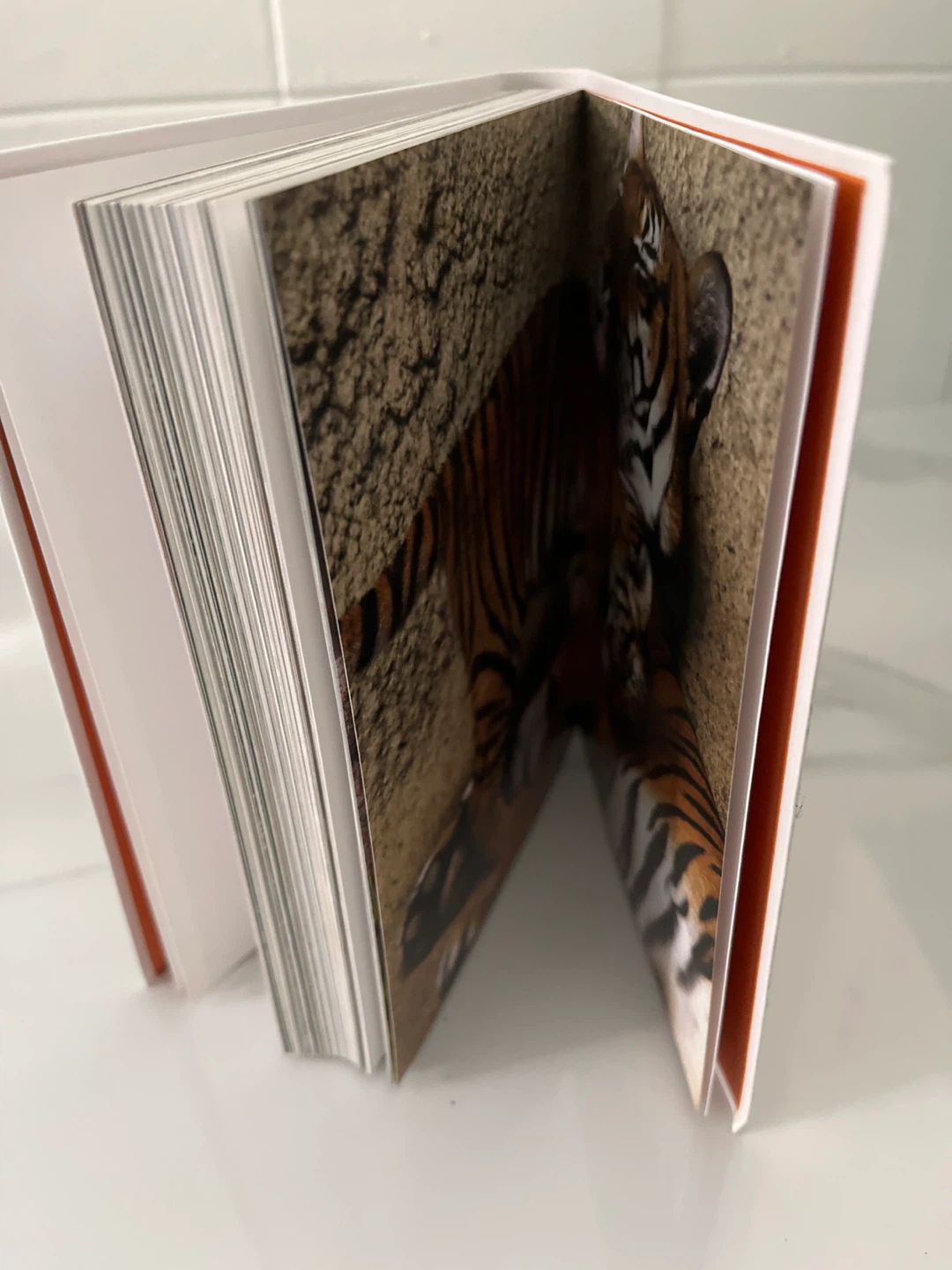 Tigers: Cubs, Species, Habitats, - photo 4