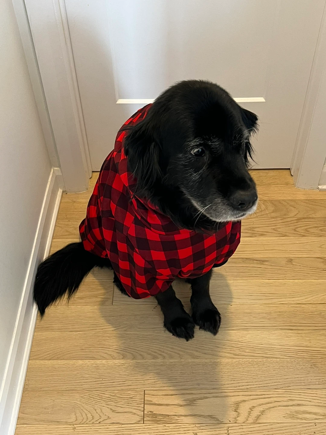 Red Plaid Dog Hoodie 2xl