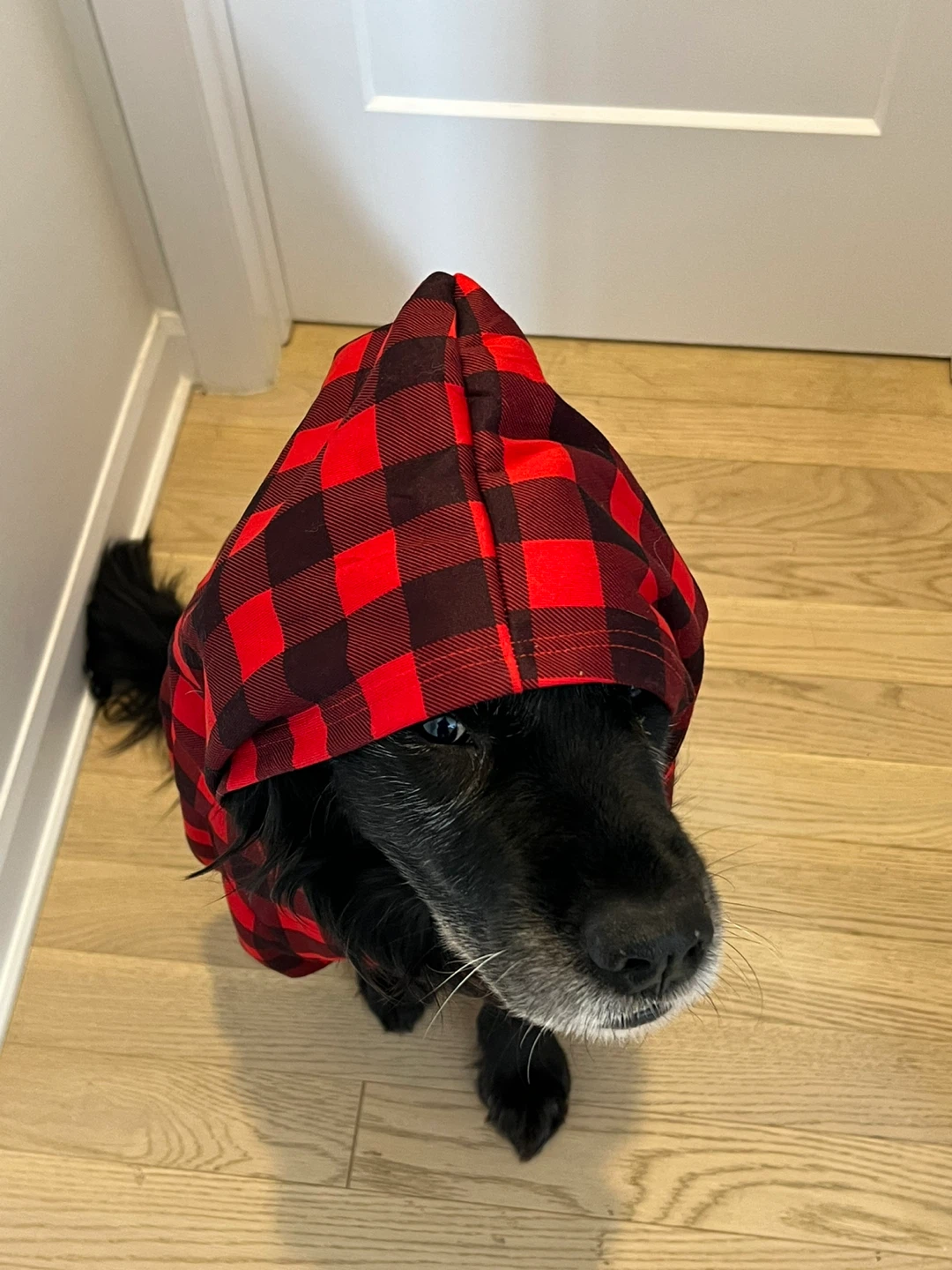 Red Plaid Dog Hoodie 2xl - photo 2