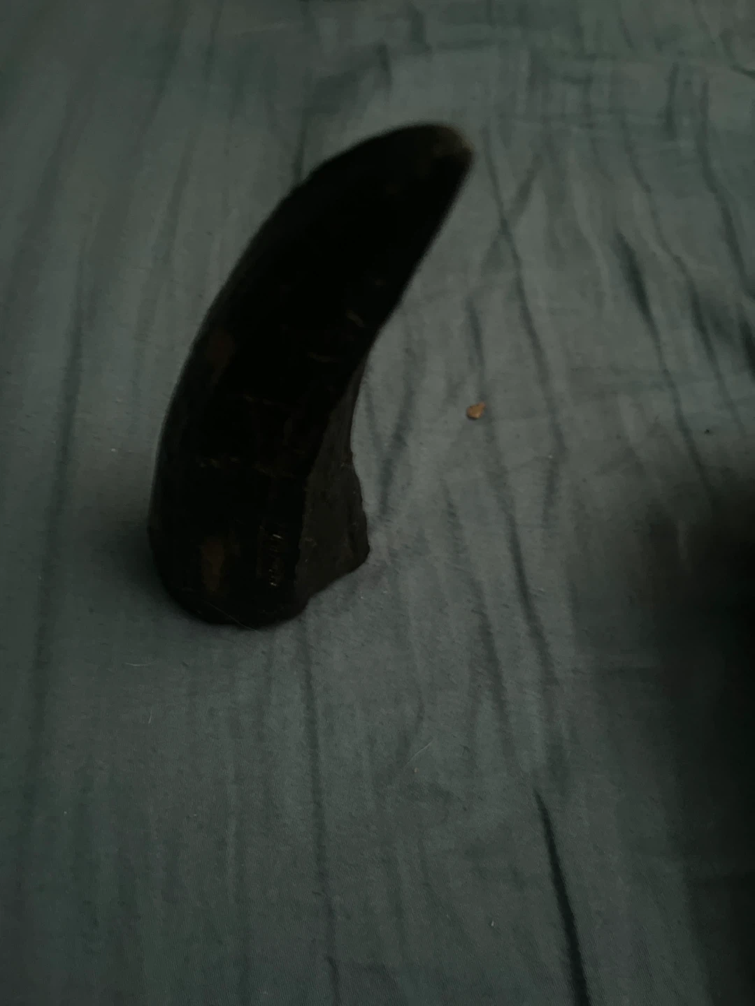 Dark Brown Horn - photo 3
