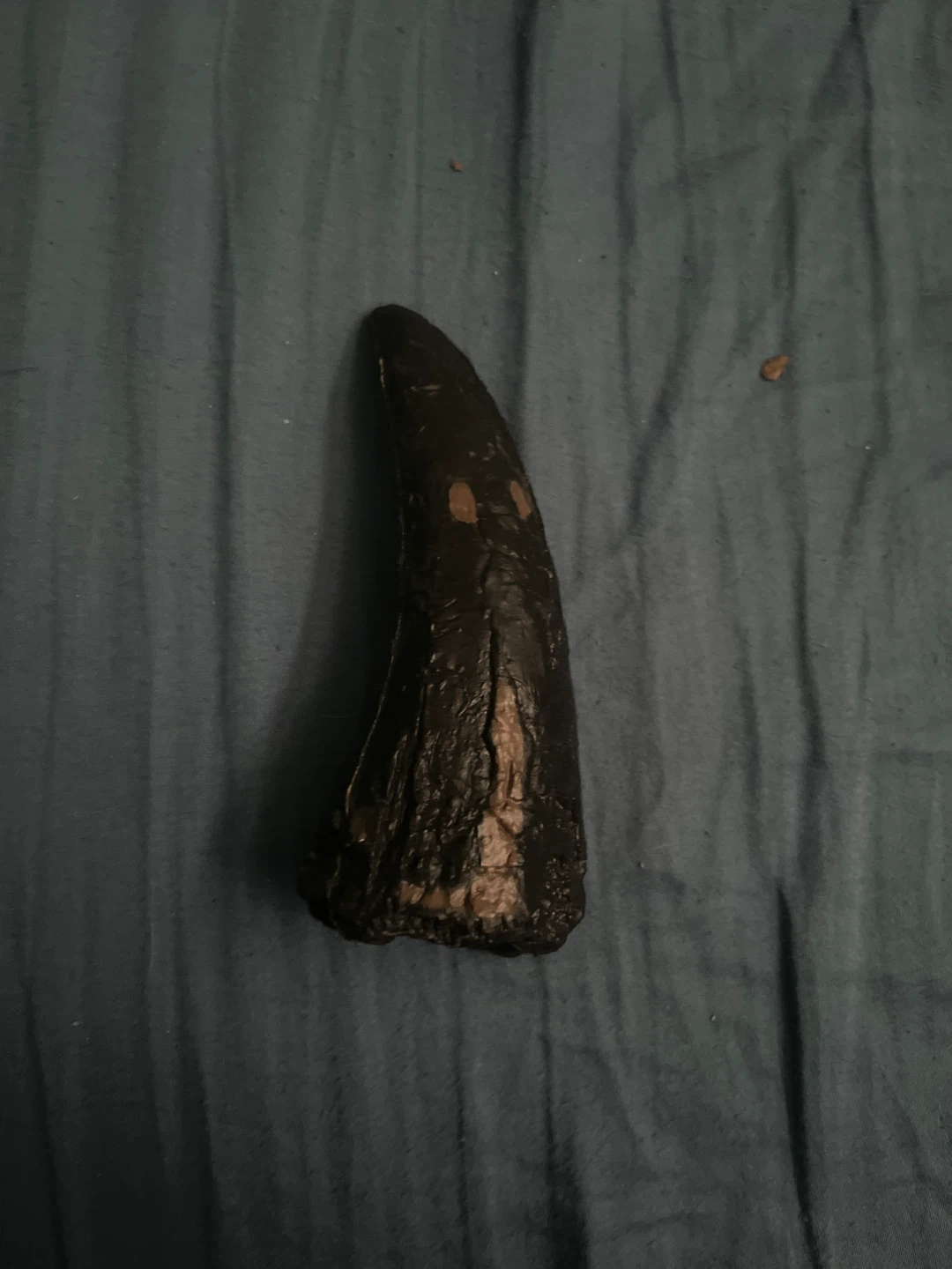 Dark Brown Horn