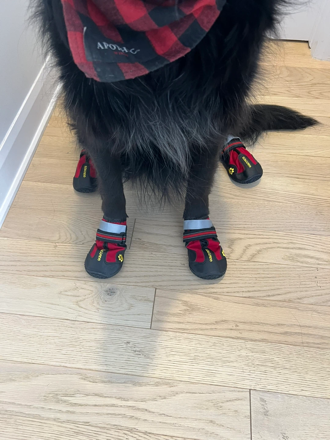 QUMYPETS Dog Boots Size 7