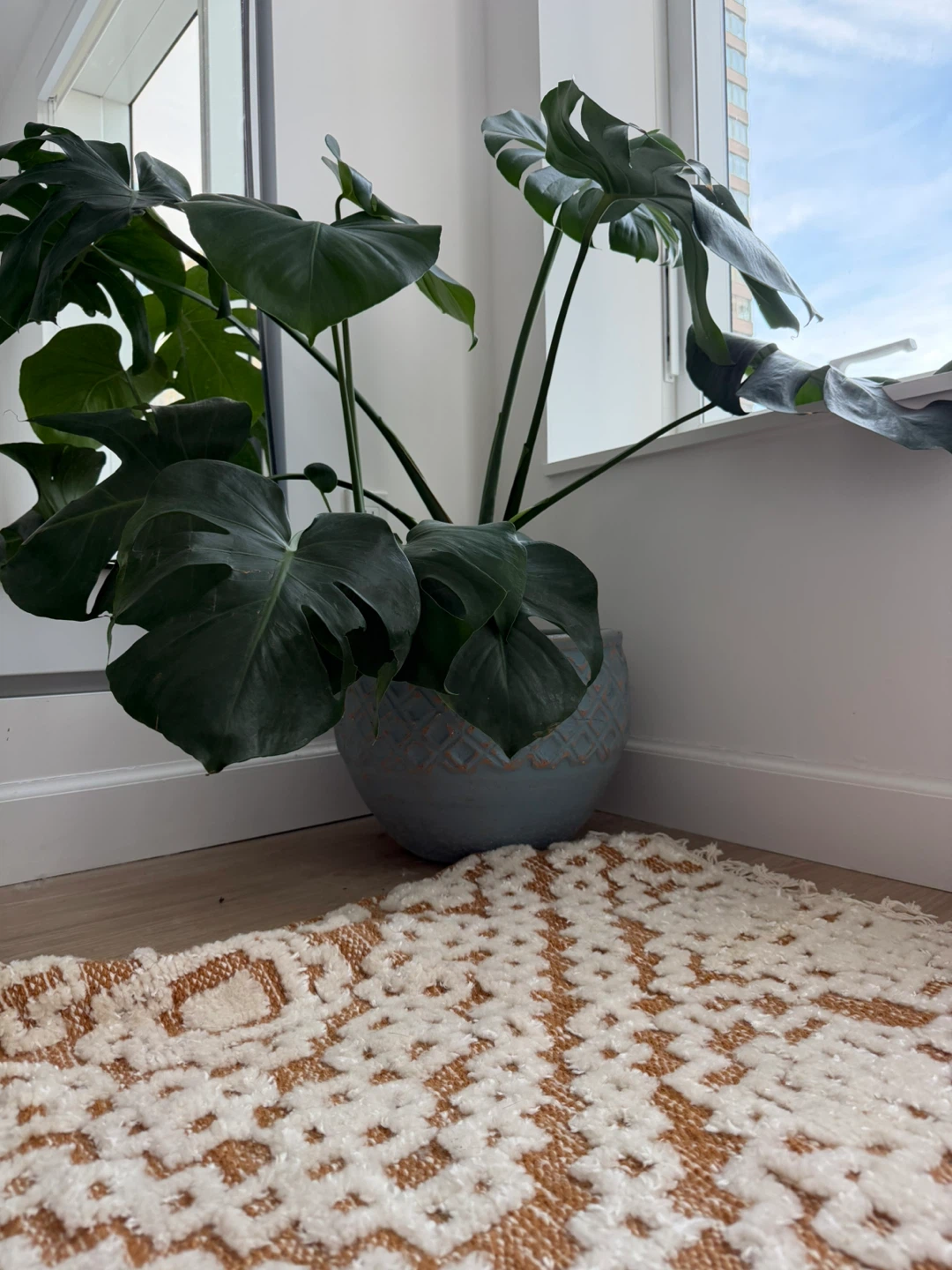 Monstera Deliciosa Houseplant in Decorative Pot - photo 2