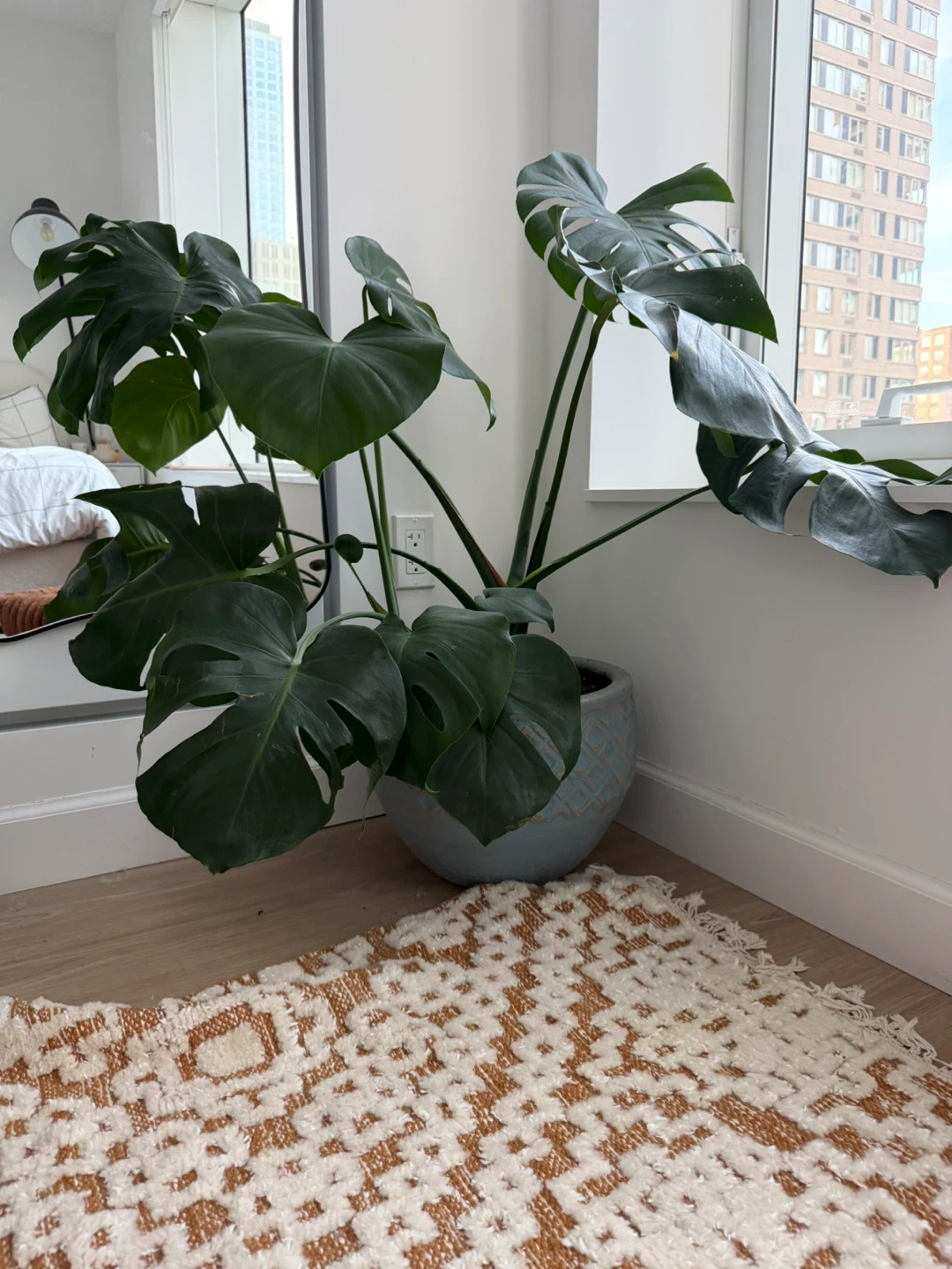 Monstera Deliciosa Houseplant in Decorative Pot