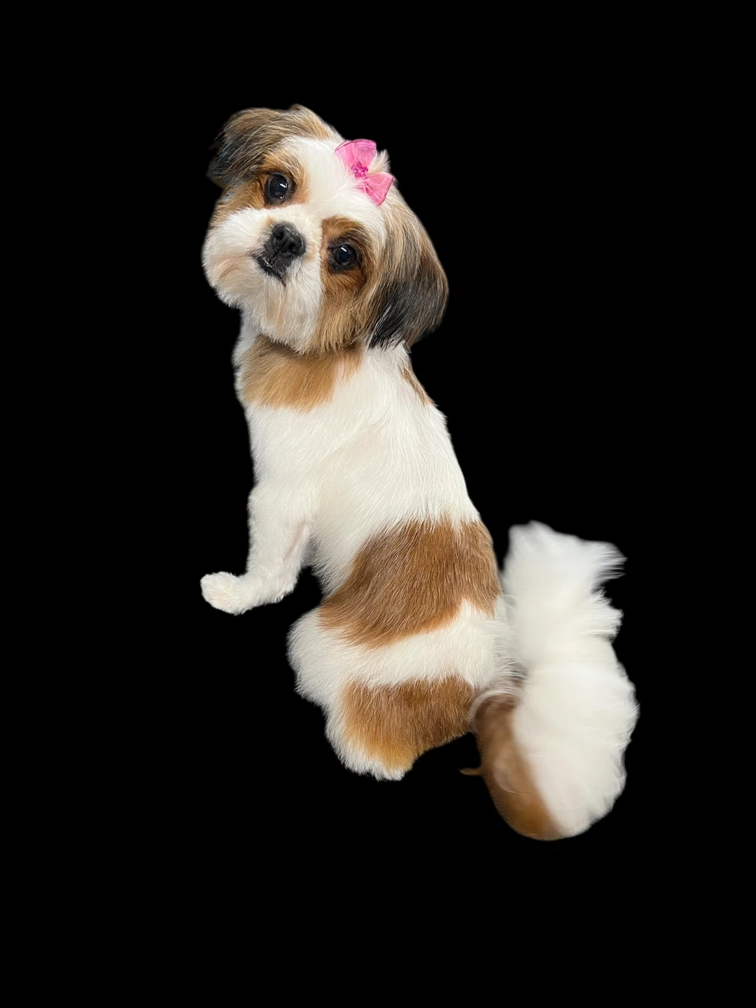 Dog grooming