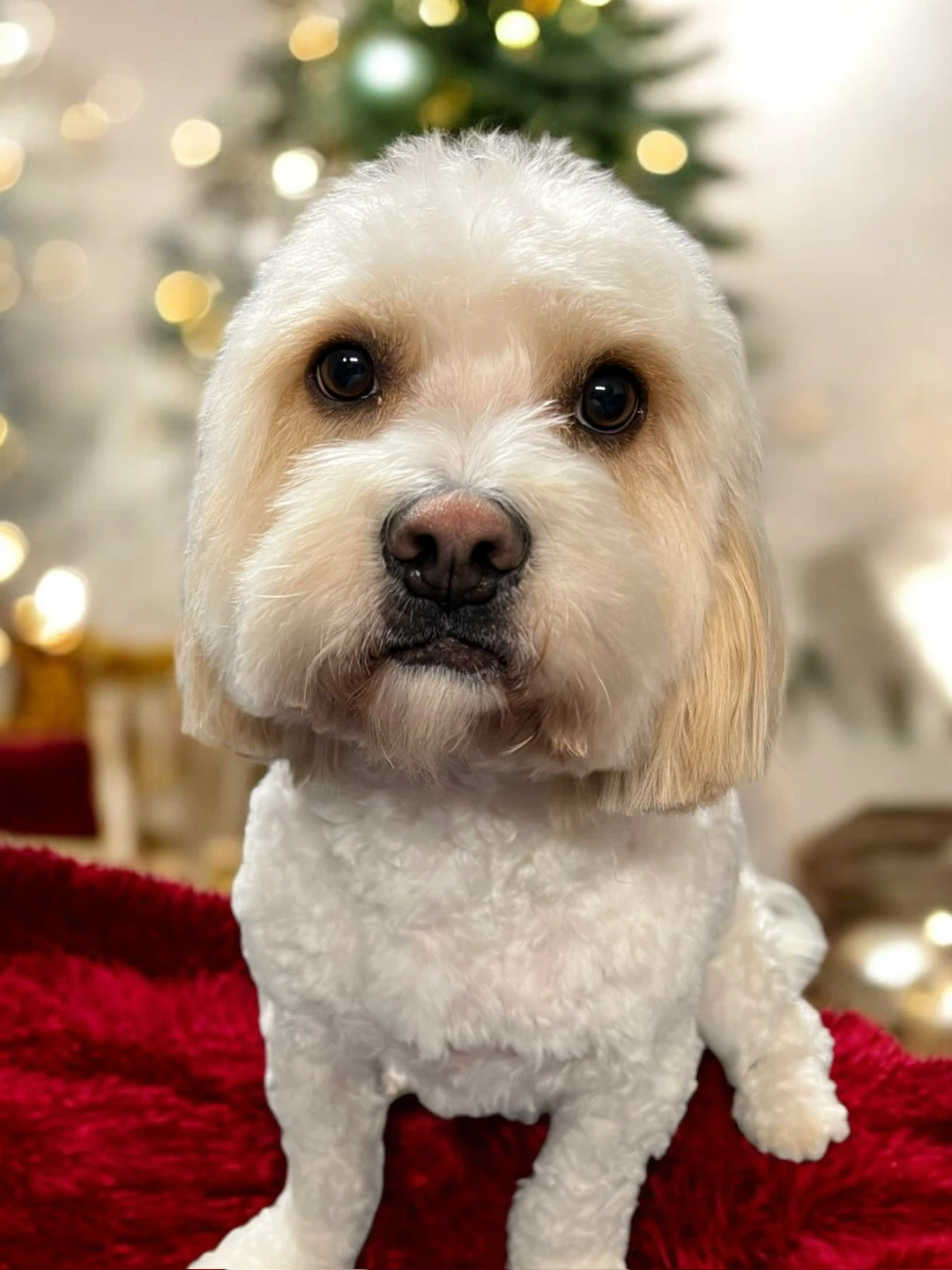Dog grooming - photo 2