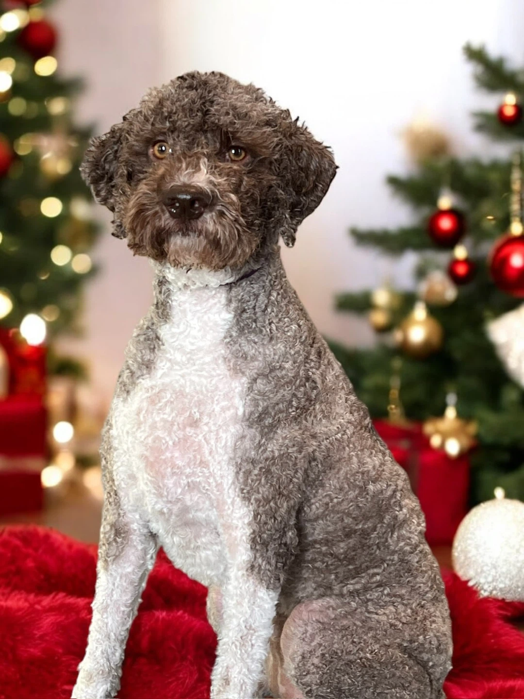 Dog grooming - photo 4