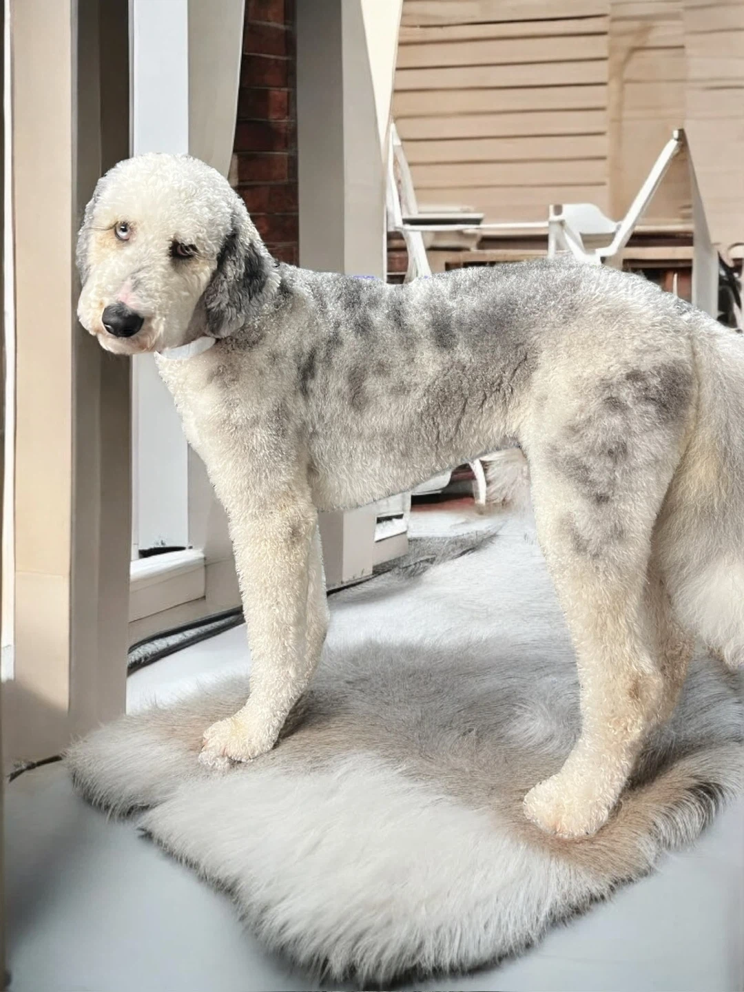 Dog grooming - photo 5