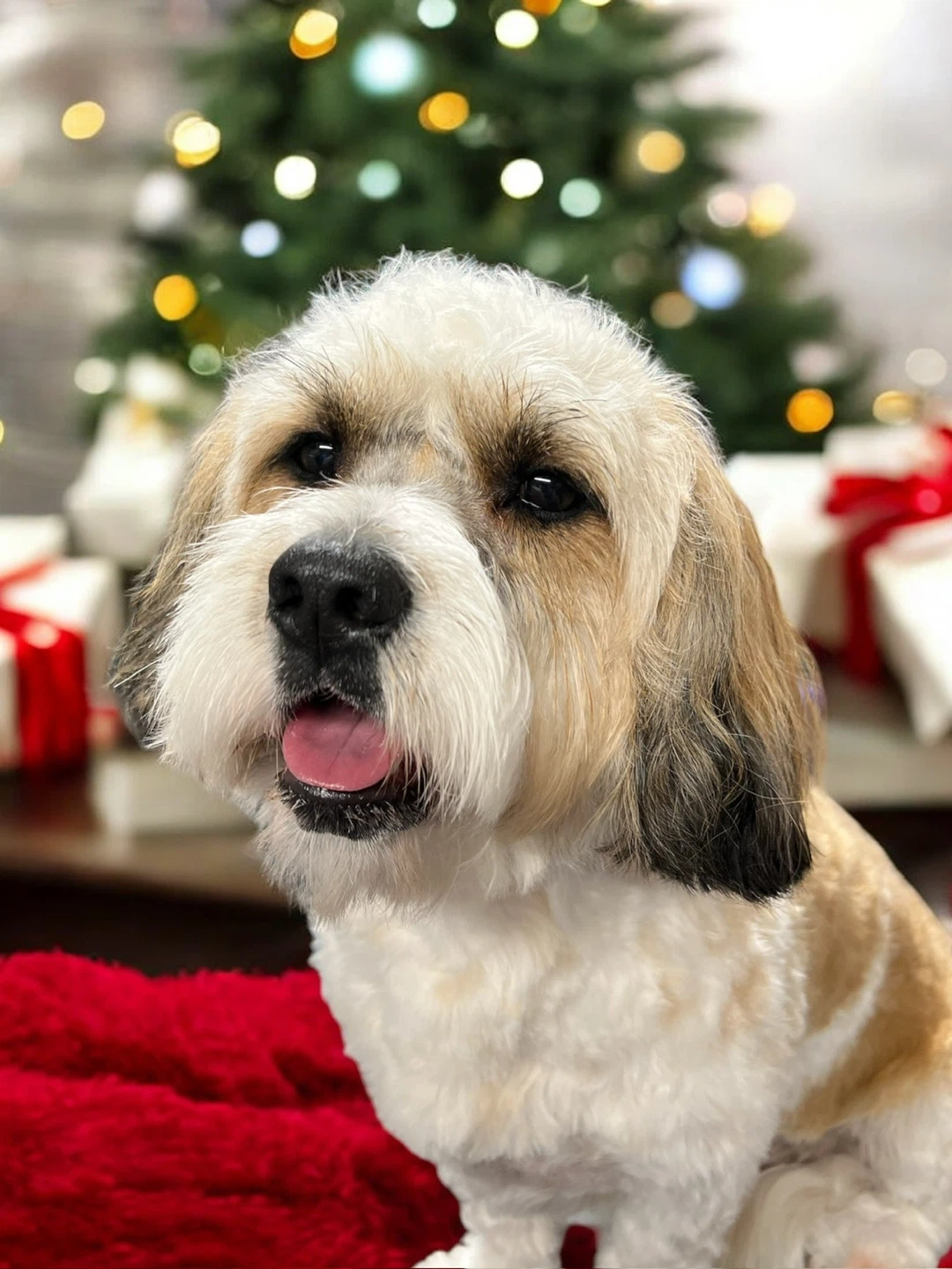 Dog grooming - photo 3