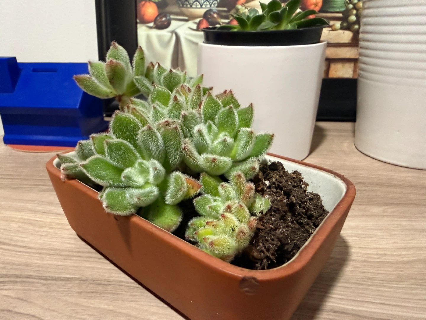 Succulent Plant in Pot - photo 3
