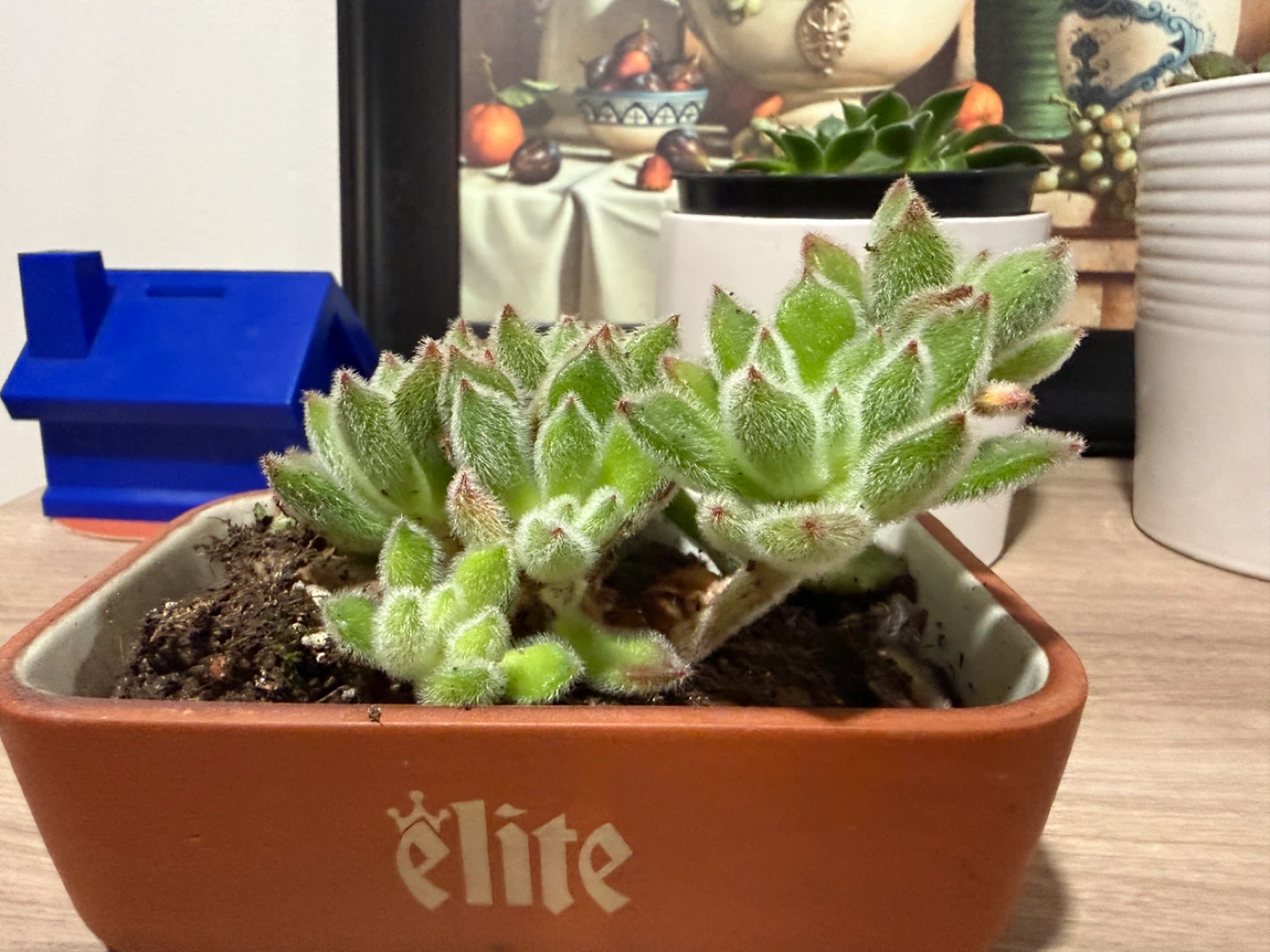 Succulent Plant in Pot
