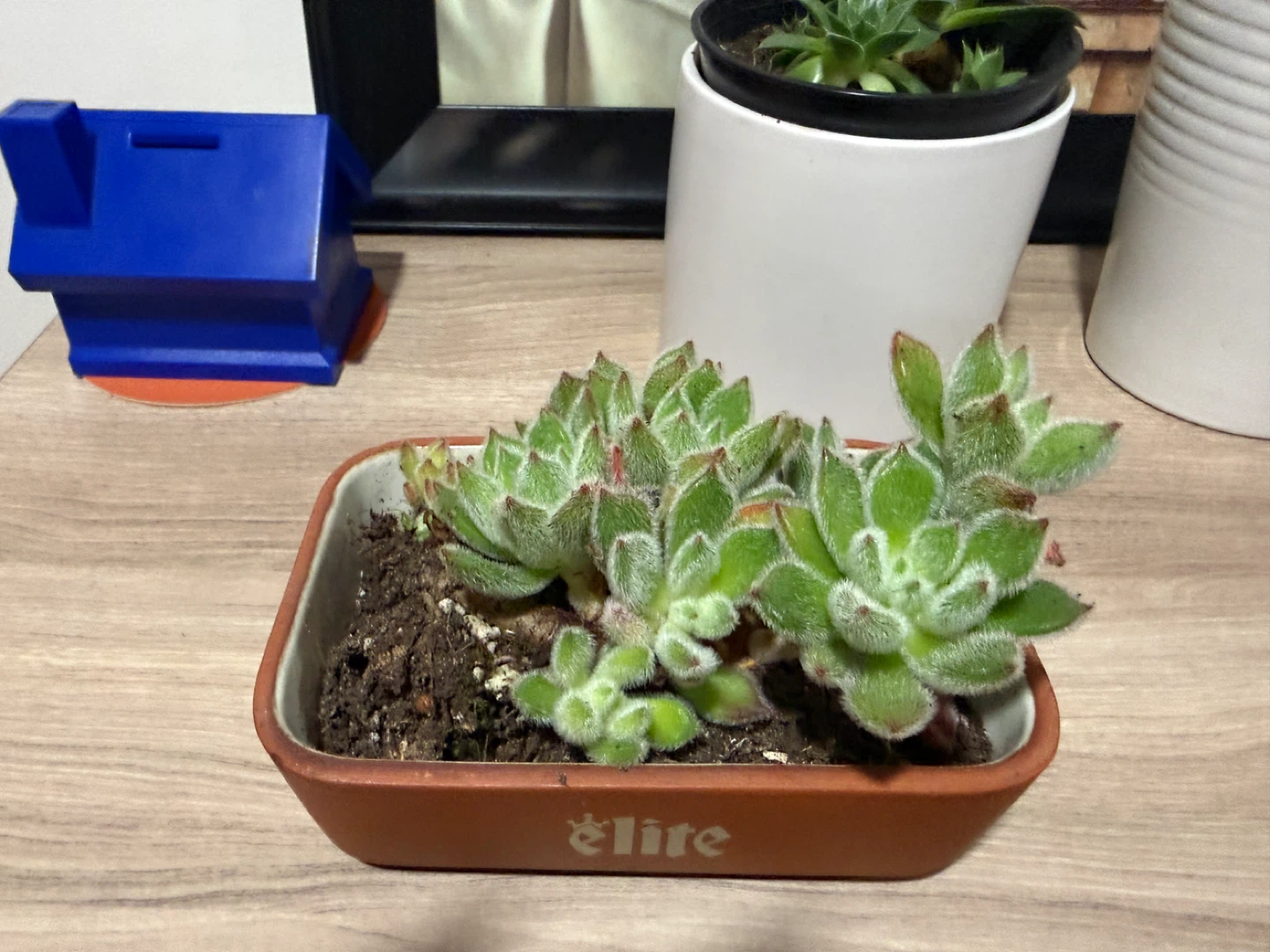 Succulent Plant in Pot - photo 4