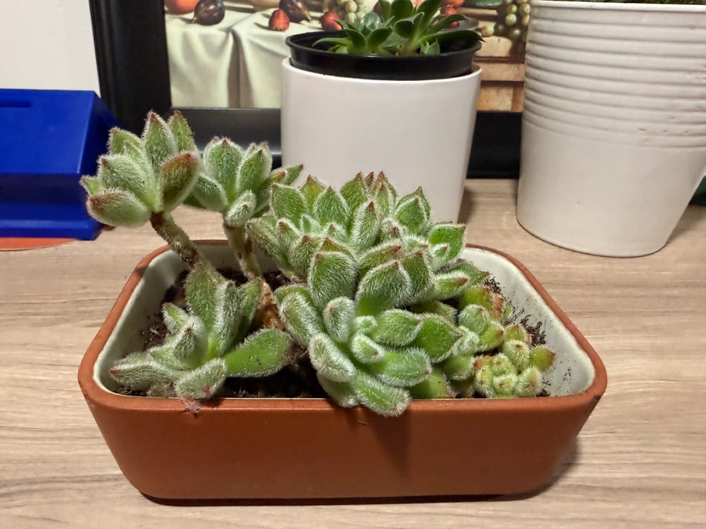 Succulent Plant in Pot - photo 2