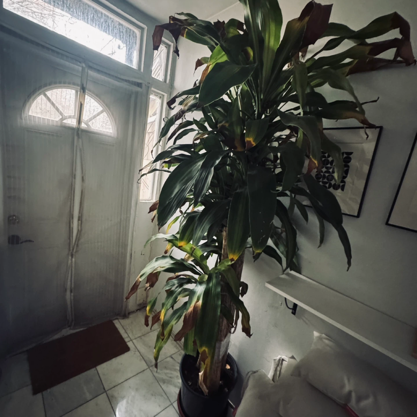 Dracaena Fragrans Corn Plant
