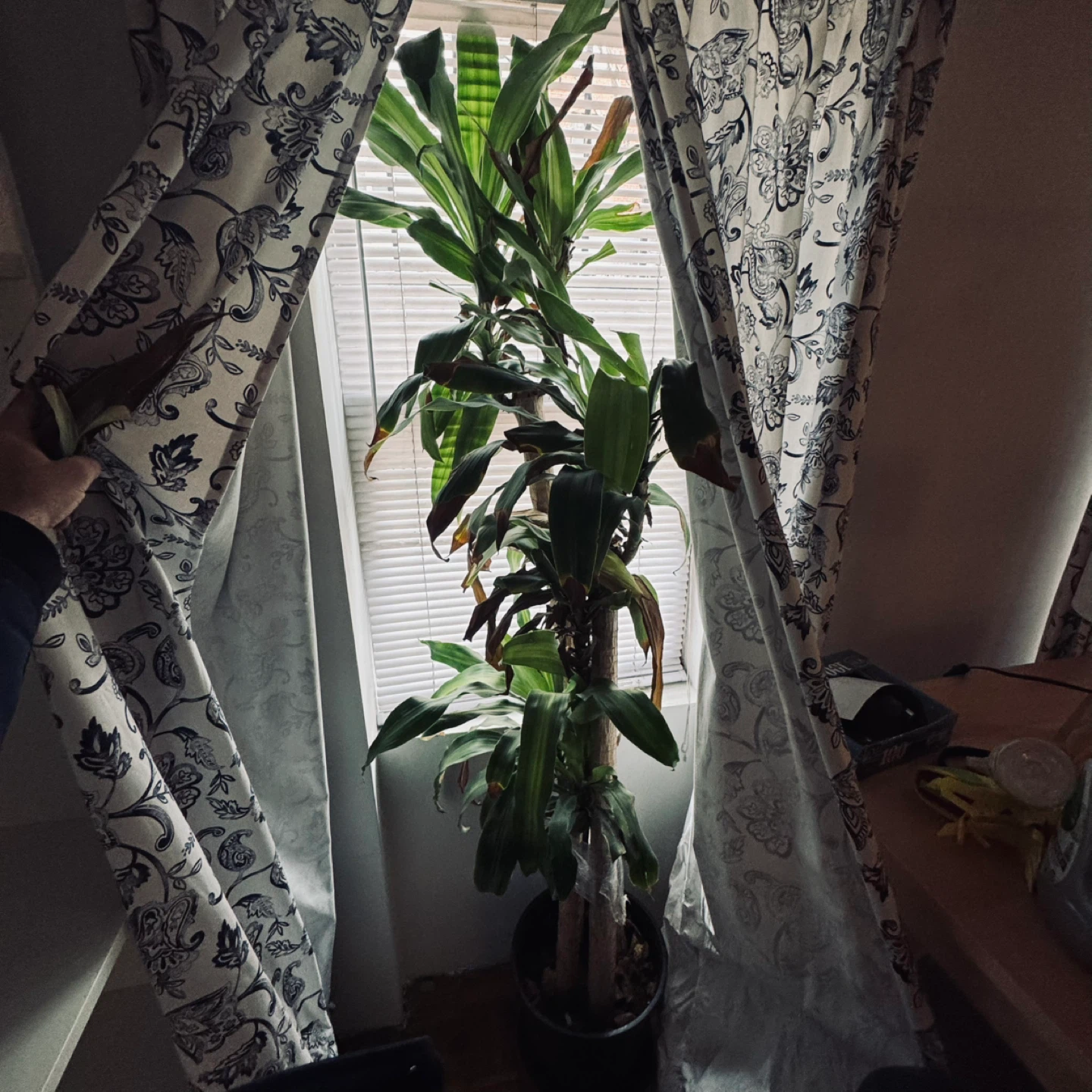 Corn Plant
