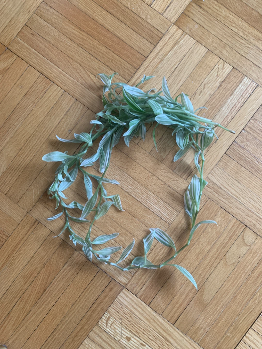 Variegated Inch Plant Cuttings