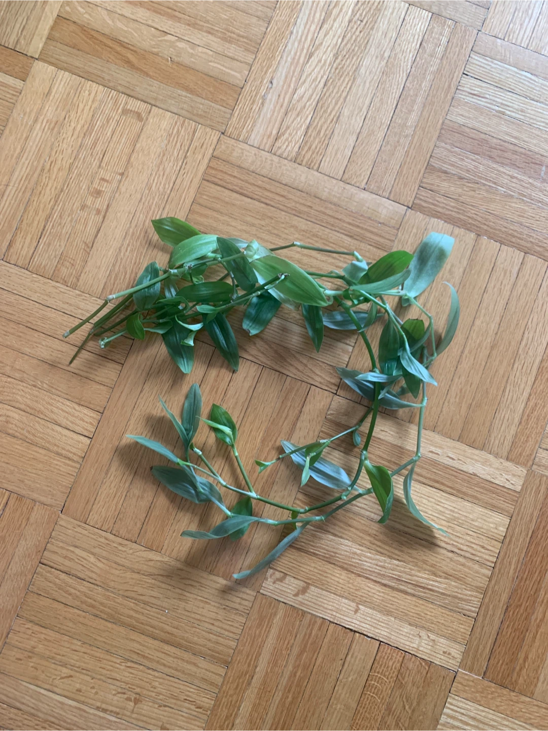 Green Inch Plant Cuttings
