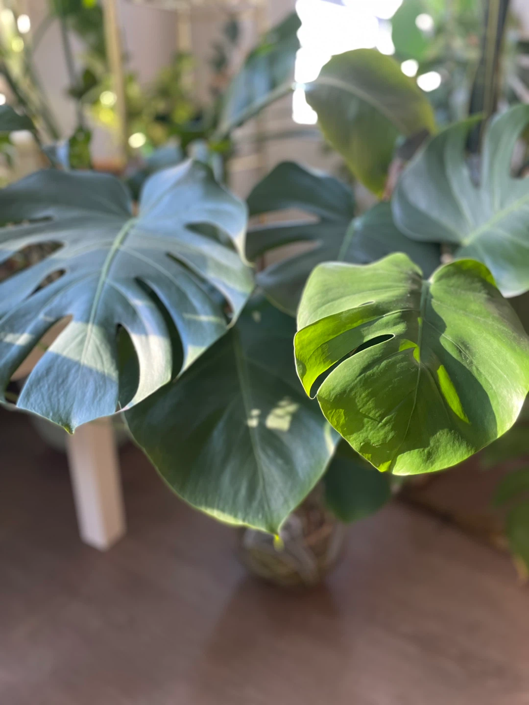 Monstera Plant in Decorative Glass Vase