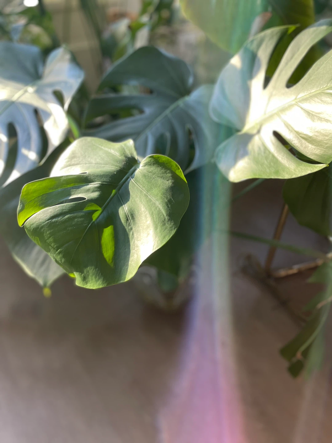 Monstera Plant in Decorative Glass Vase - photo 2