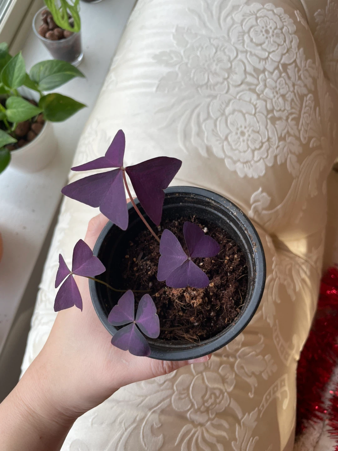 Purple Shamrock Plant in Pot - photo 2