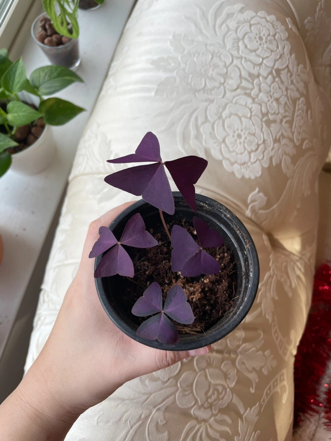 Purple Shamrock Plant in Pot