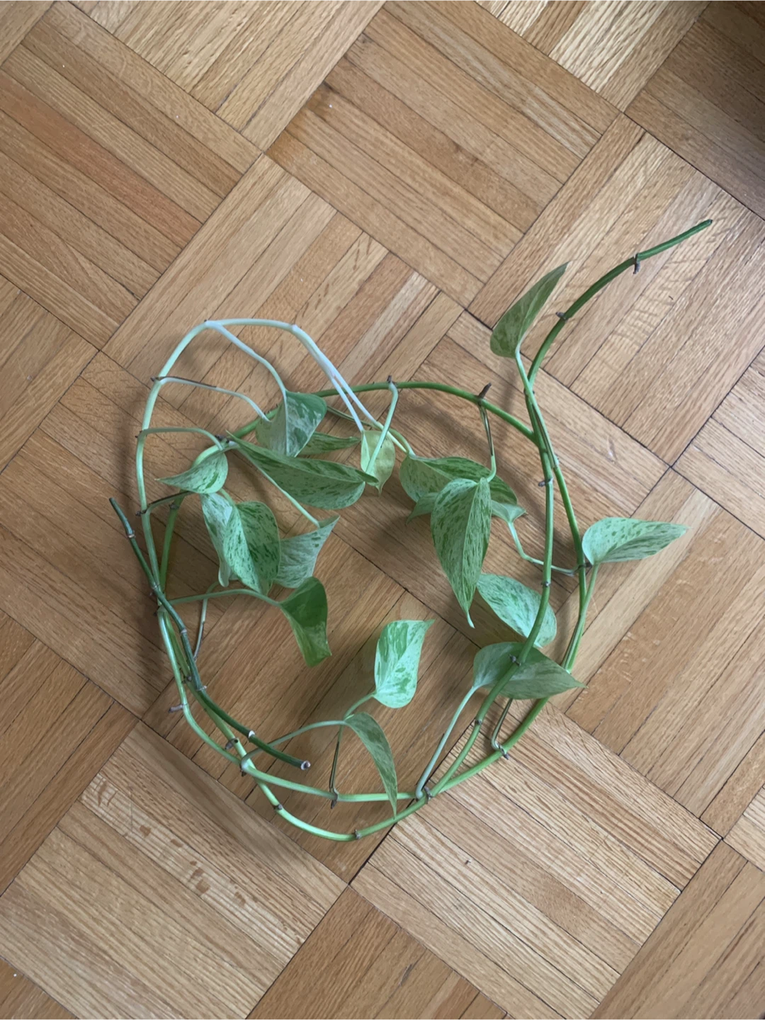Pothos Plant Cutting