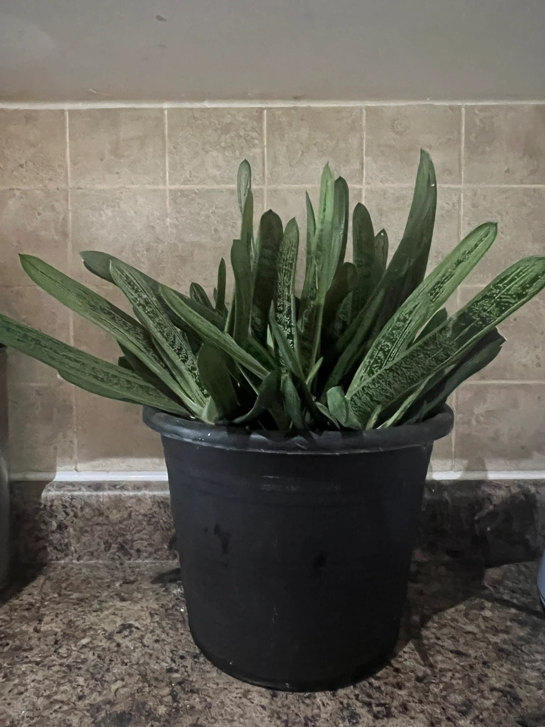 Wart sacculent in Black Pot - photo 4
