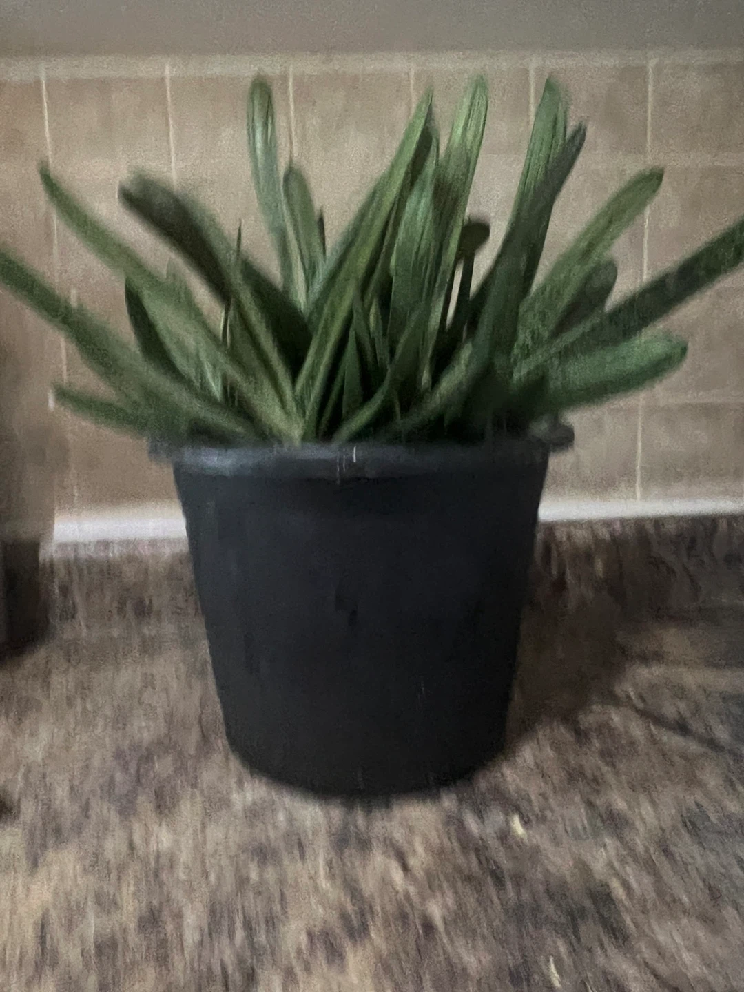 Wart sacculent in Black Pot