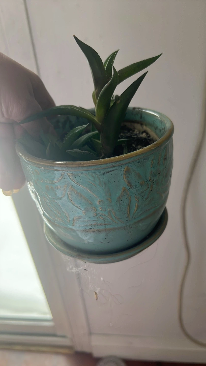 Succulent Plant in Decorative Teal Pot - photo 2