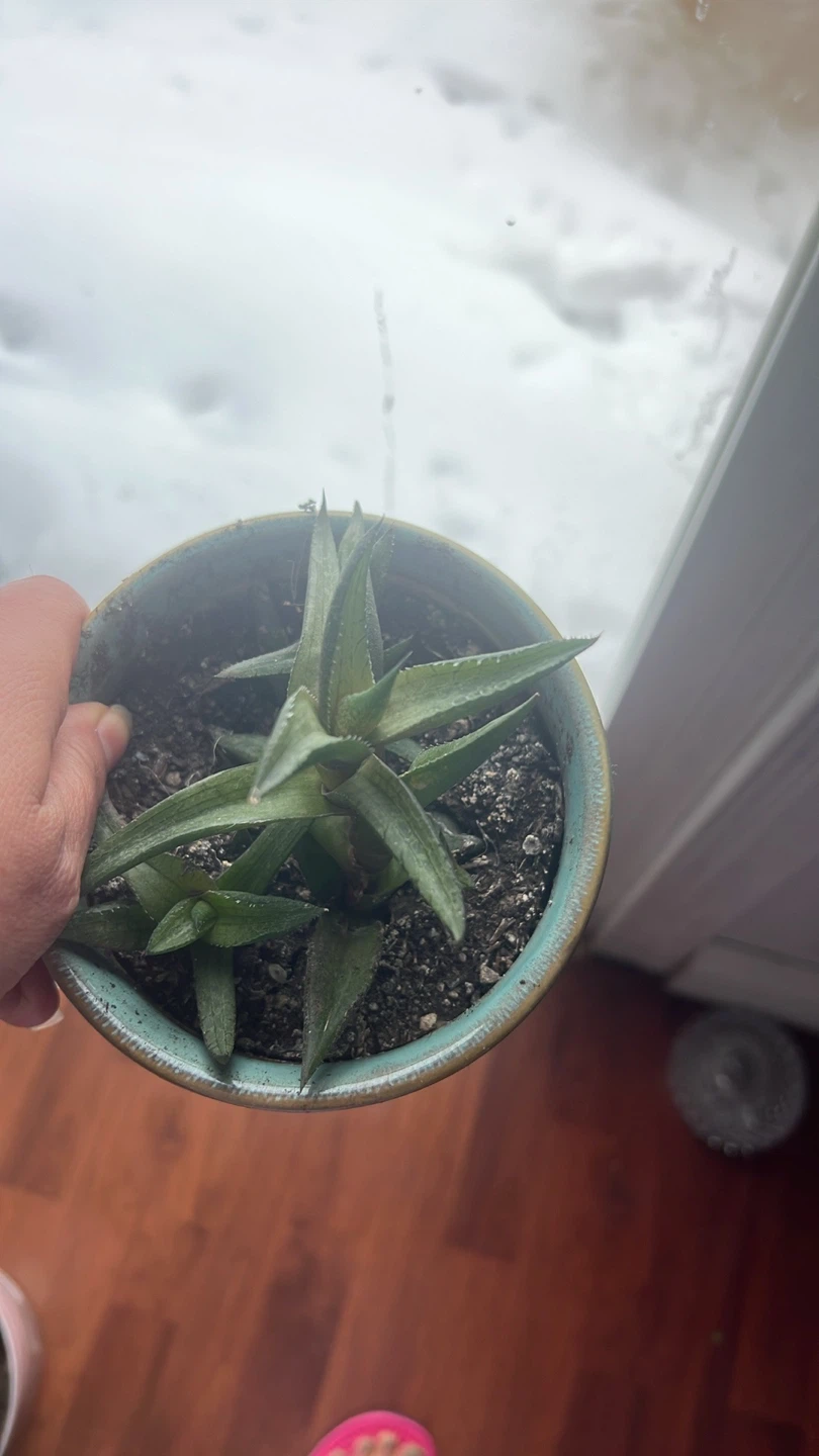Succulent Plant in Decorative Teal Pot