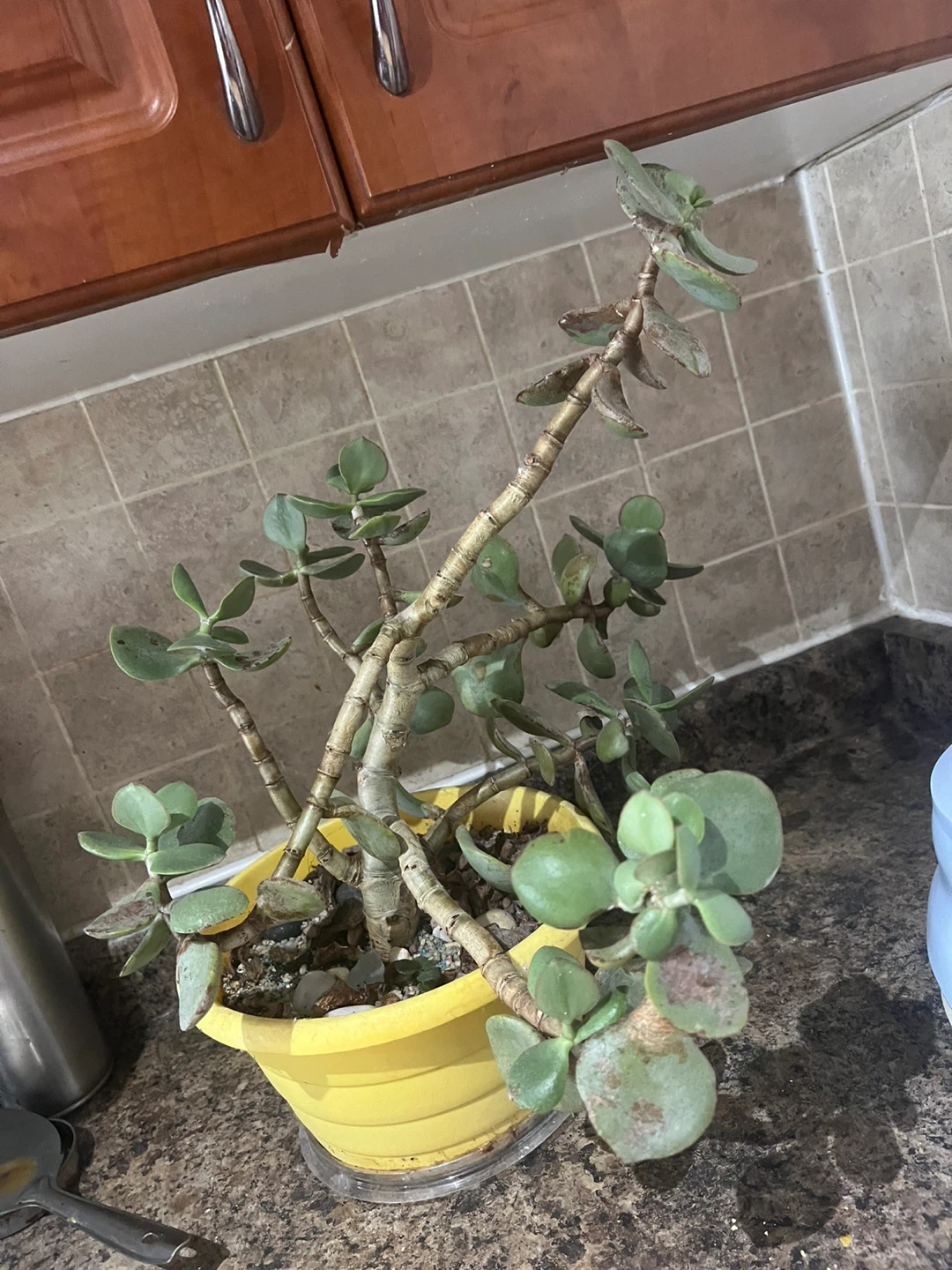 Jade Plant in Yellow Pot