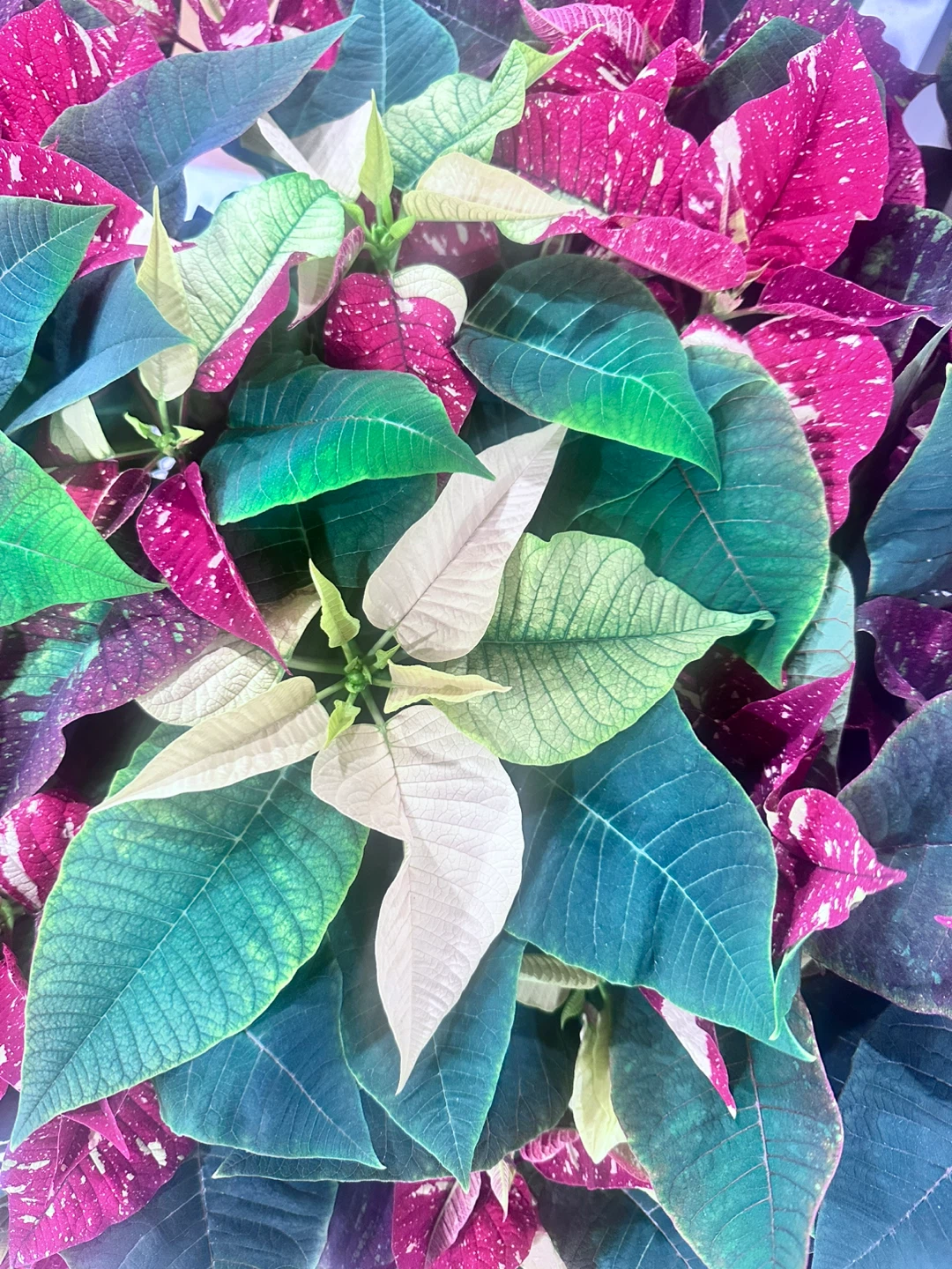 Decorative Poinsettia Plant