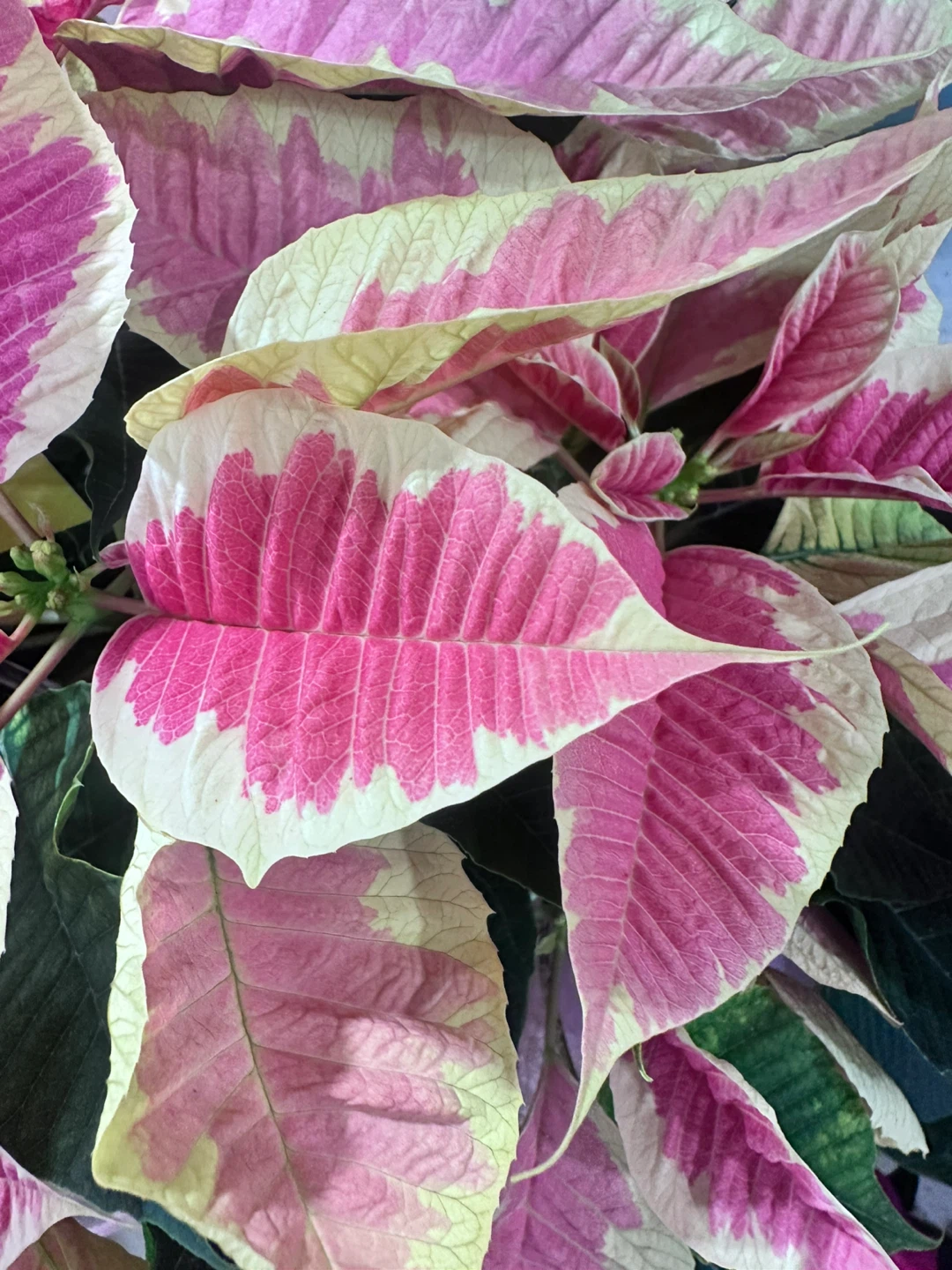 Variegated Pink Poinsettia Plant