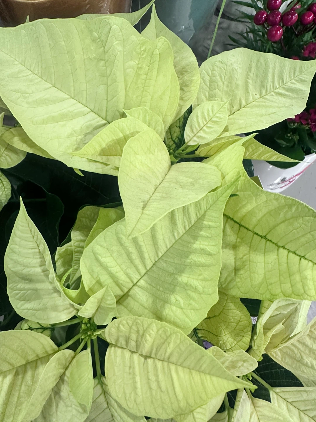 White Poinsettia Plant