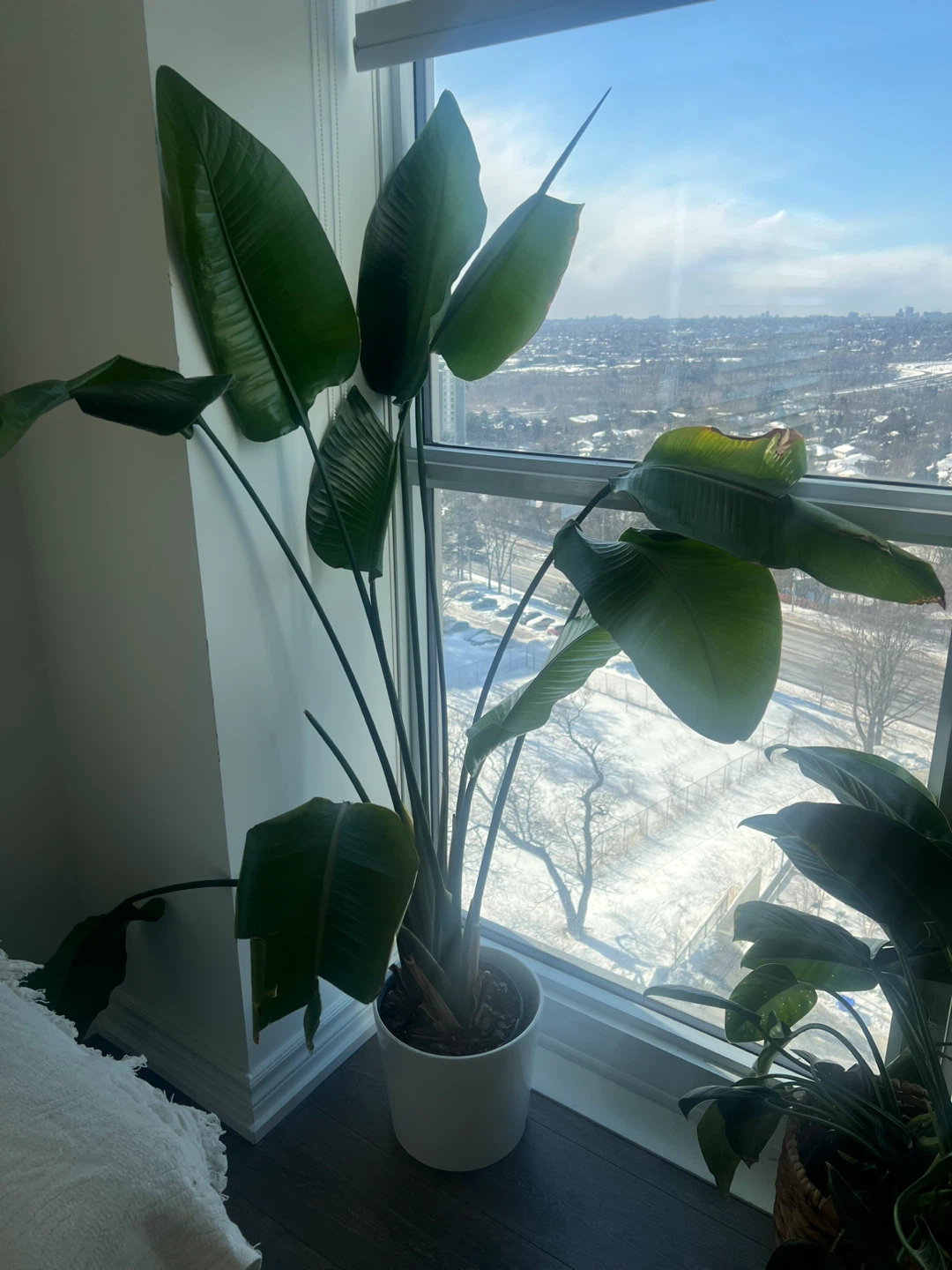 3 Pots and planters - photo 2