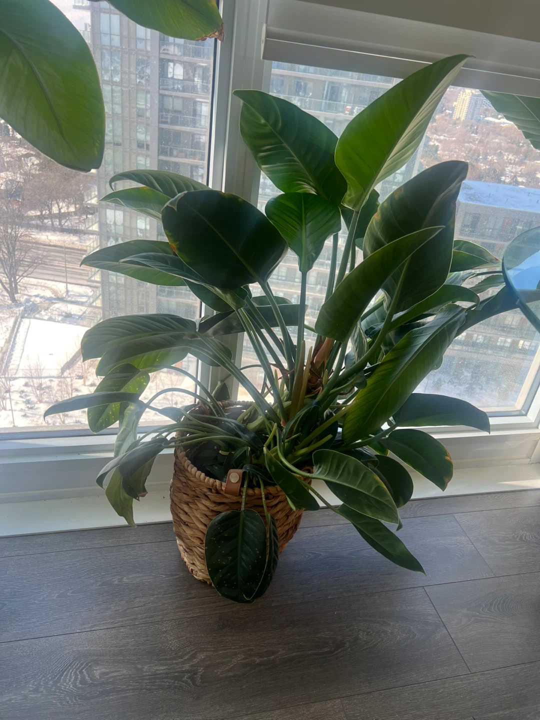 3 Pots and planters - photo 3