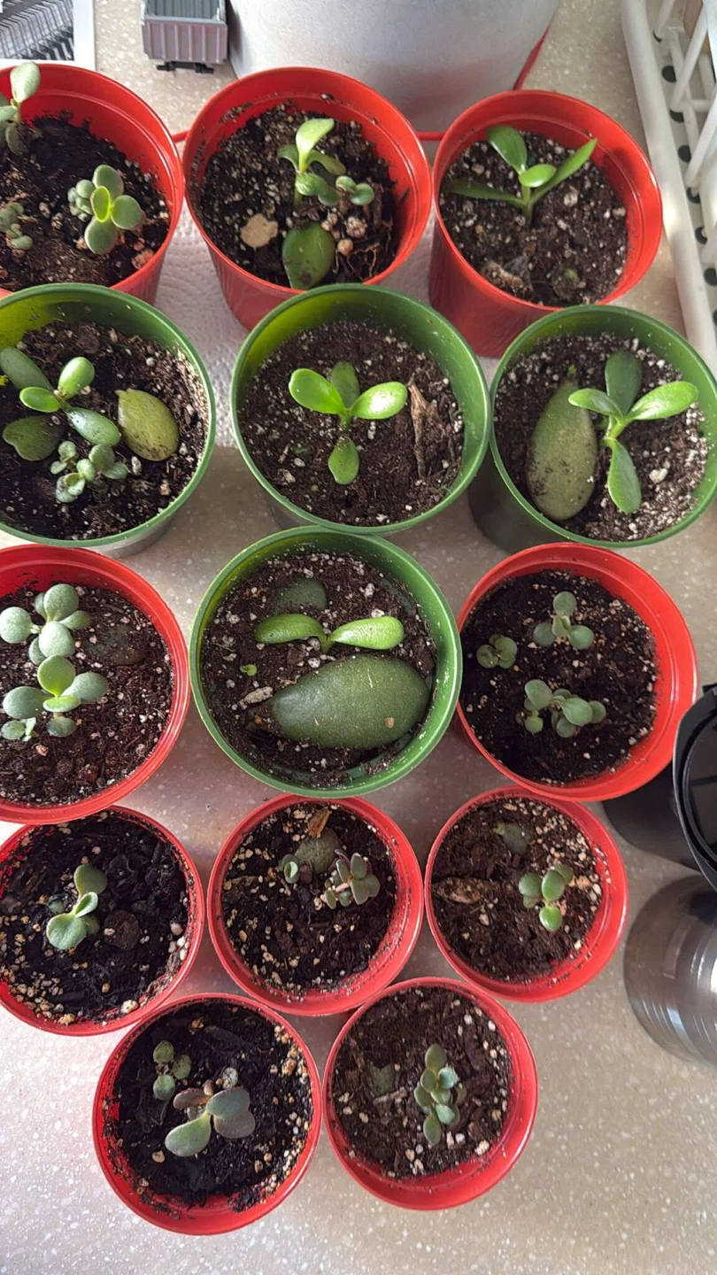 Multiple Succulent Plants in Pots
