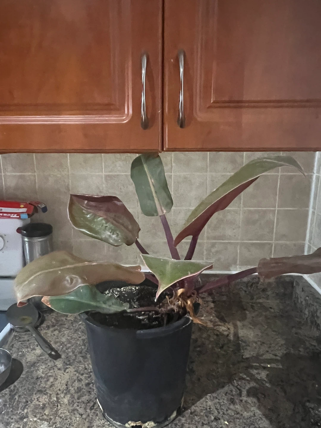 Jade Plant and Cactus Pot - photo 4