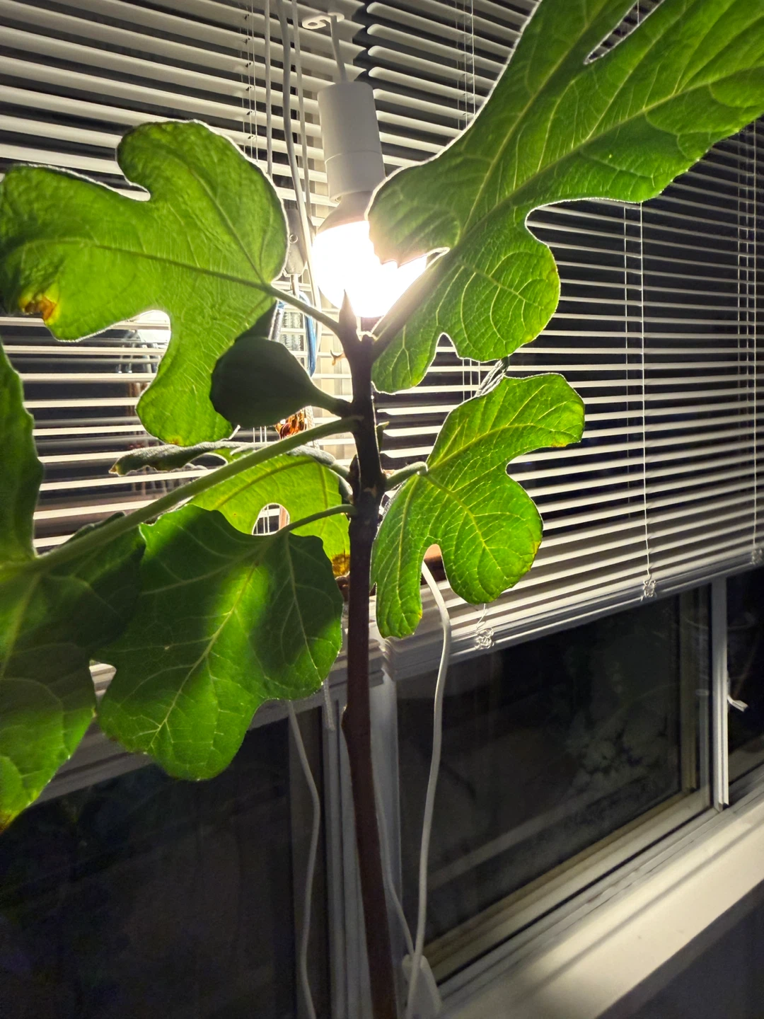 Fig Tree Plant - photo 5