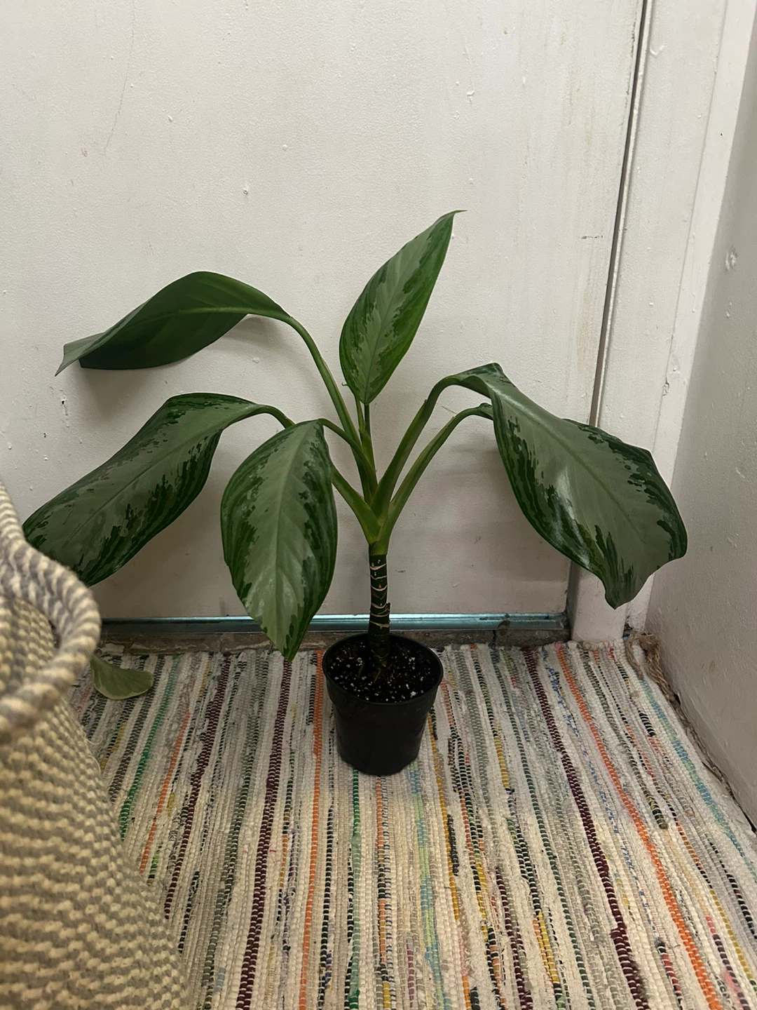 Chinese evergreen - photo 4