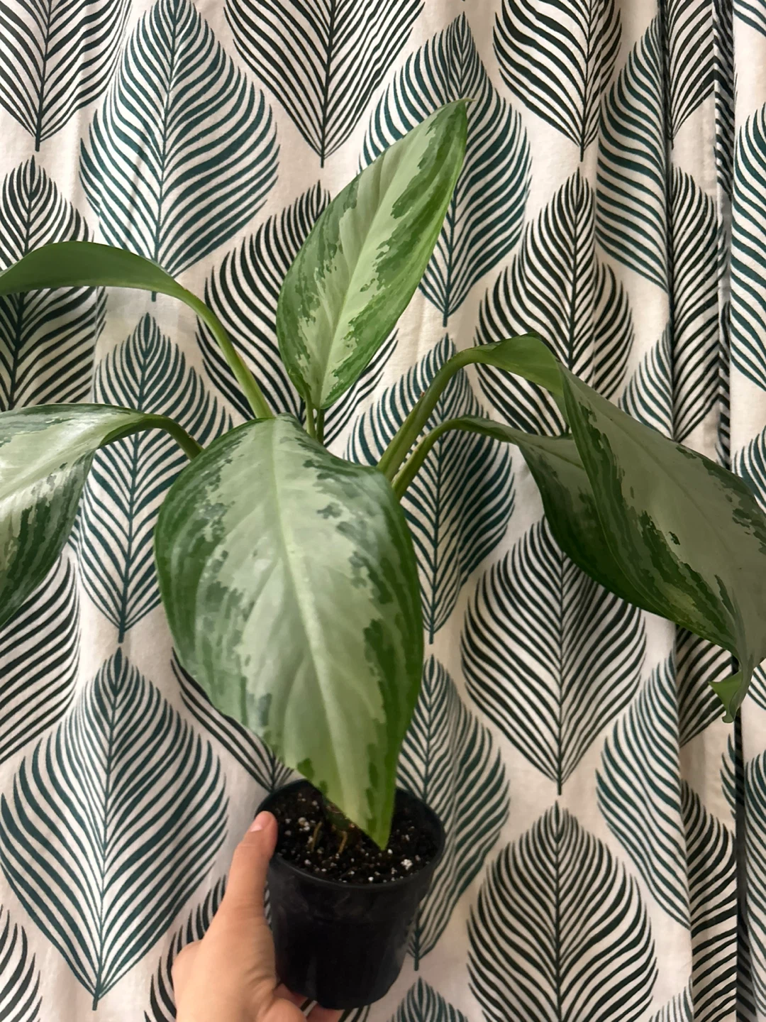 Chinese evergreen - photo 3