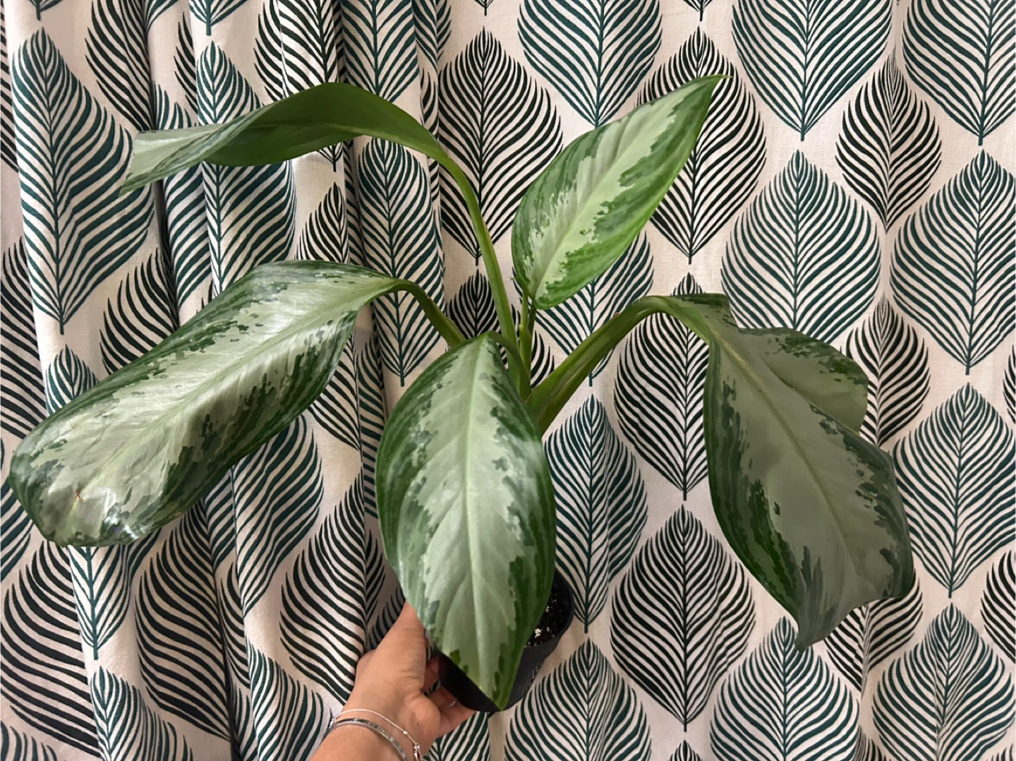 Chinese evergreen - photo 2