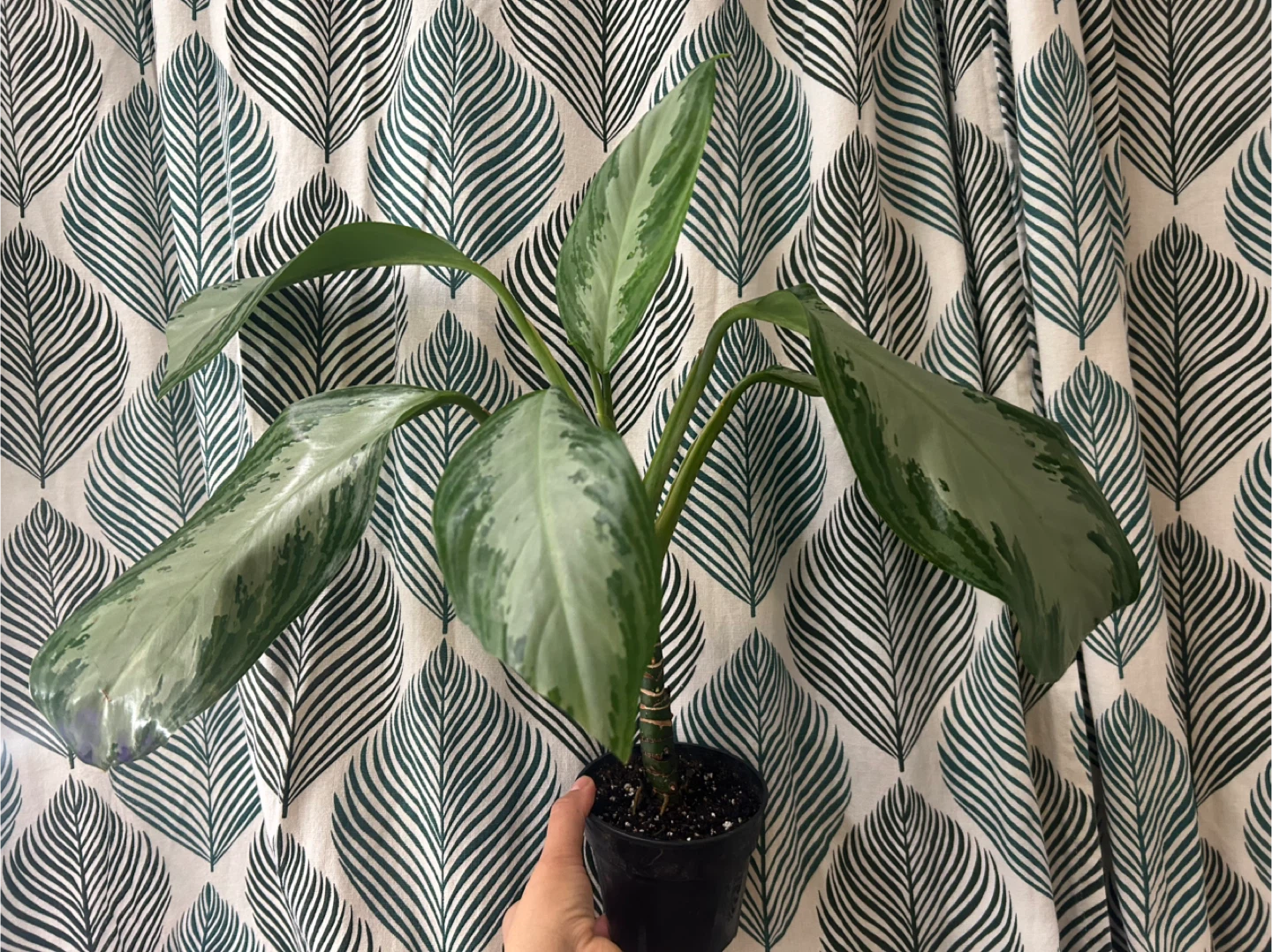Chinese evergreen - photo 5
