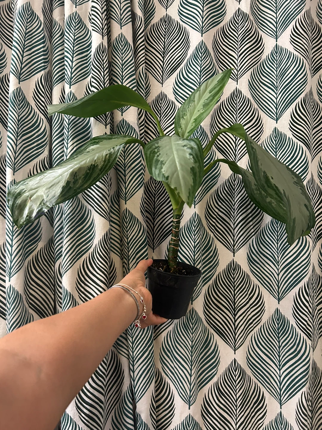 Chinese evergreen