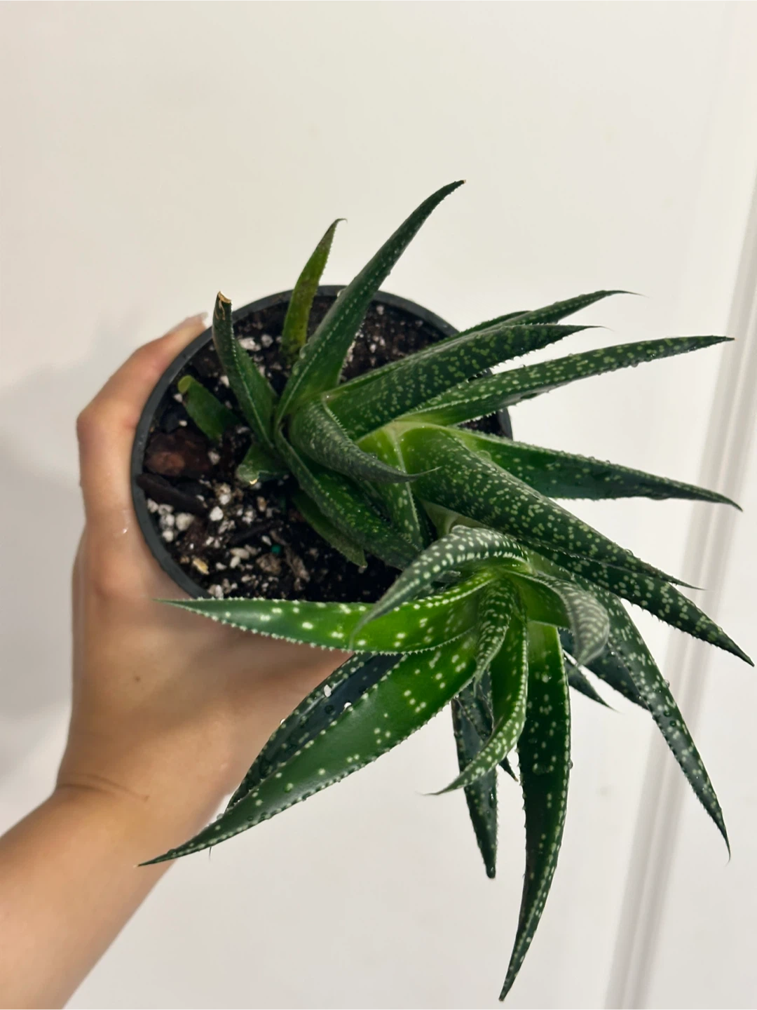 Gasteraloe Succulent Plant - photo 4