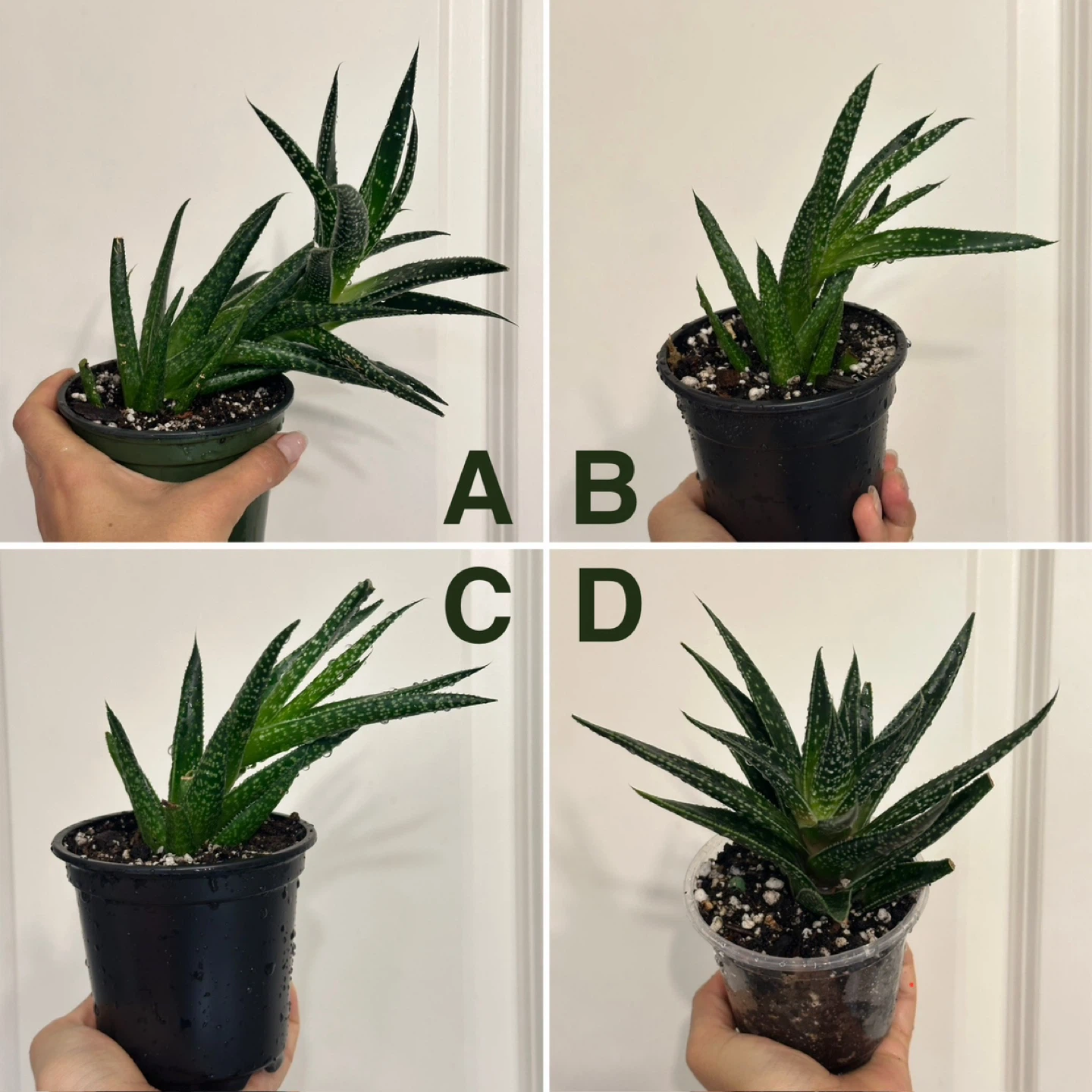 Gasteraloe Succulent Plant