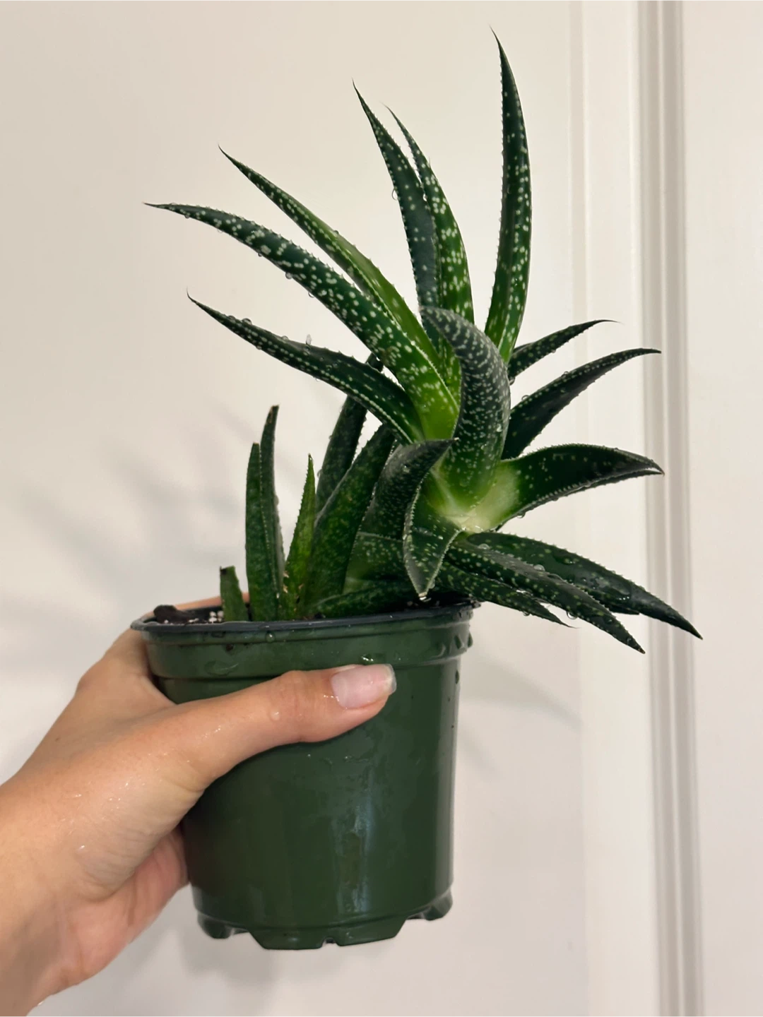 Gasteraloe Succulent Plant - photo 3