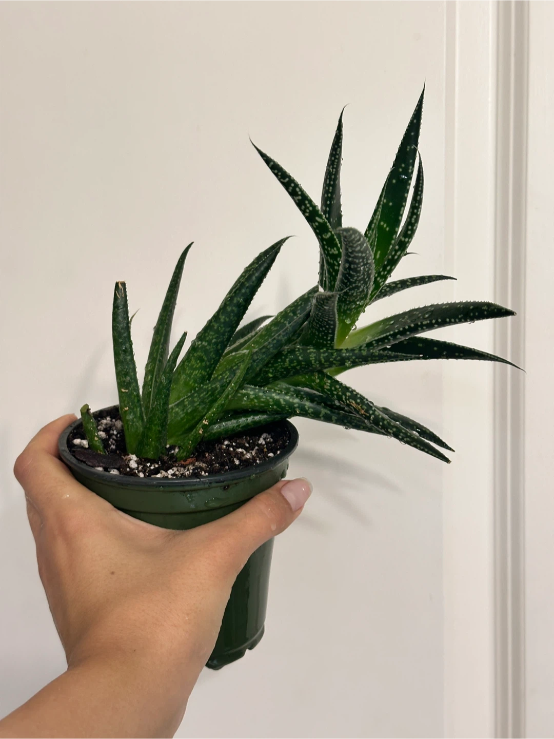 Gasteraloe Succulent Plant - photo 2