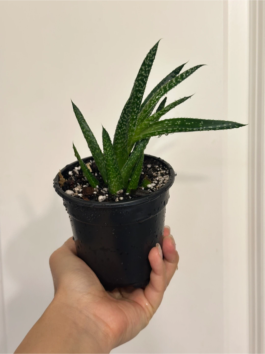 Gasteraloe Succulent Plant - photo 5