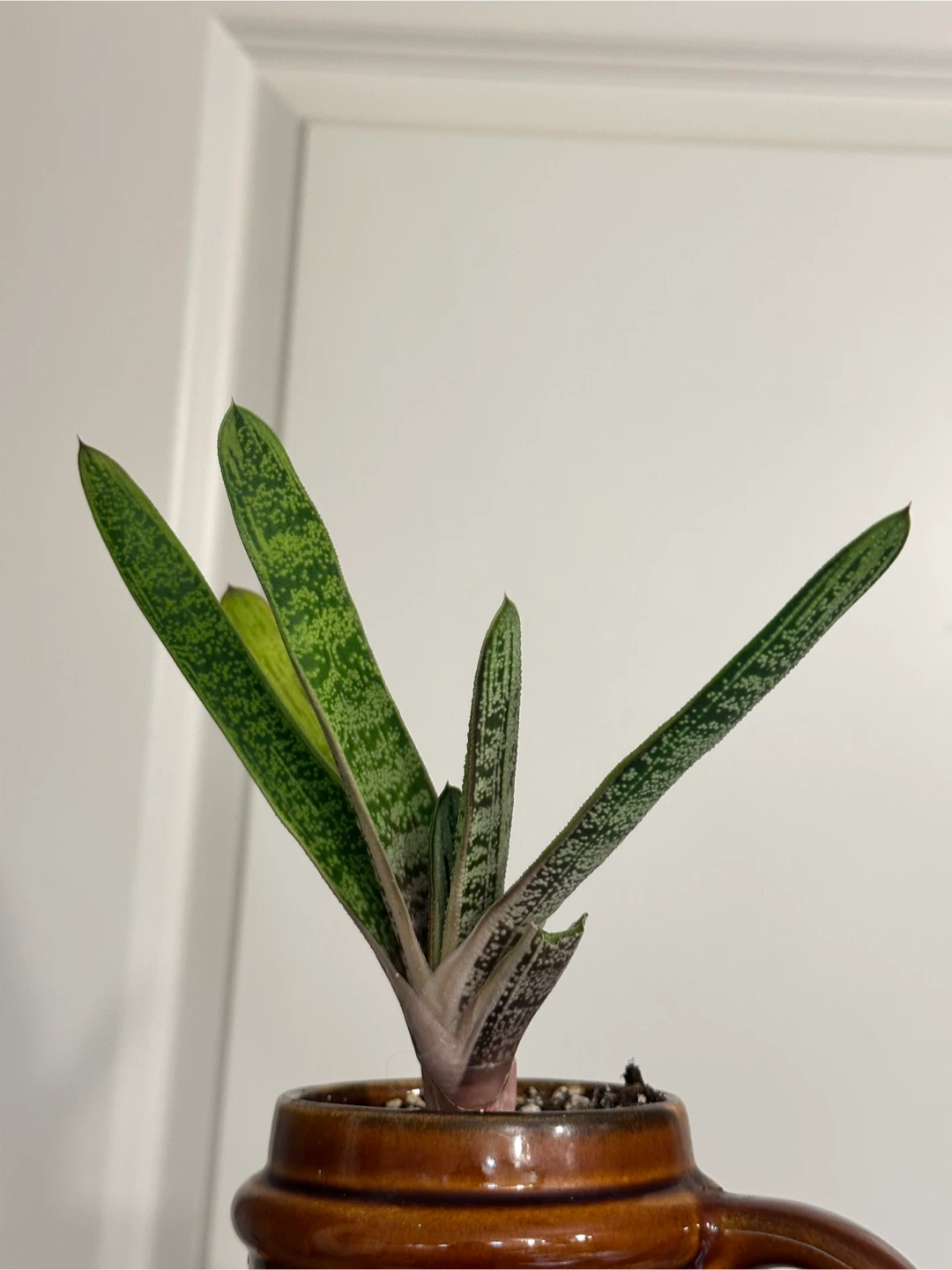 Gasteria Little Warty Succulent Plant - photo 2